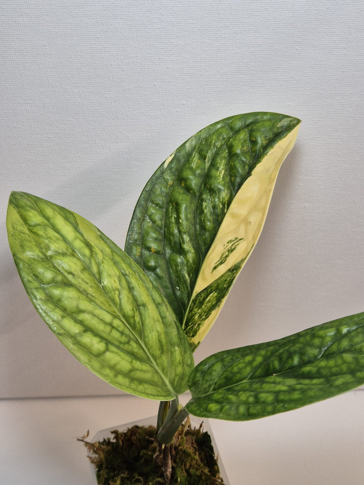 Monstera Karstenianum 'Peru' Variegata