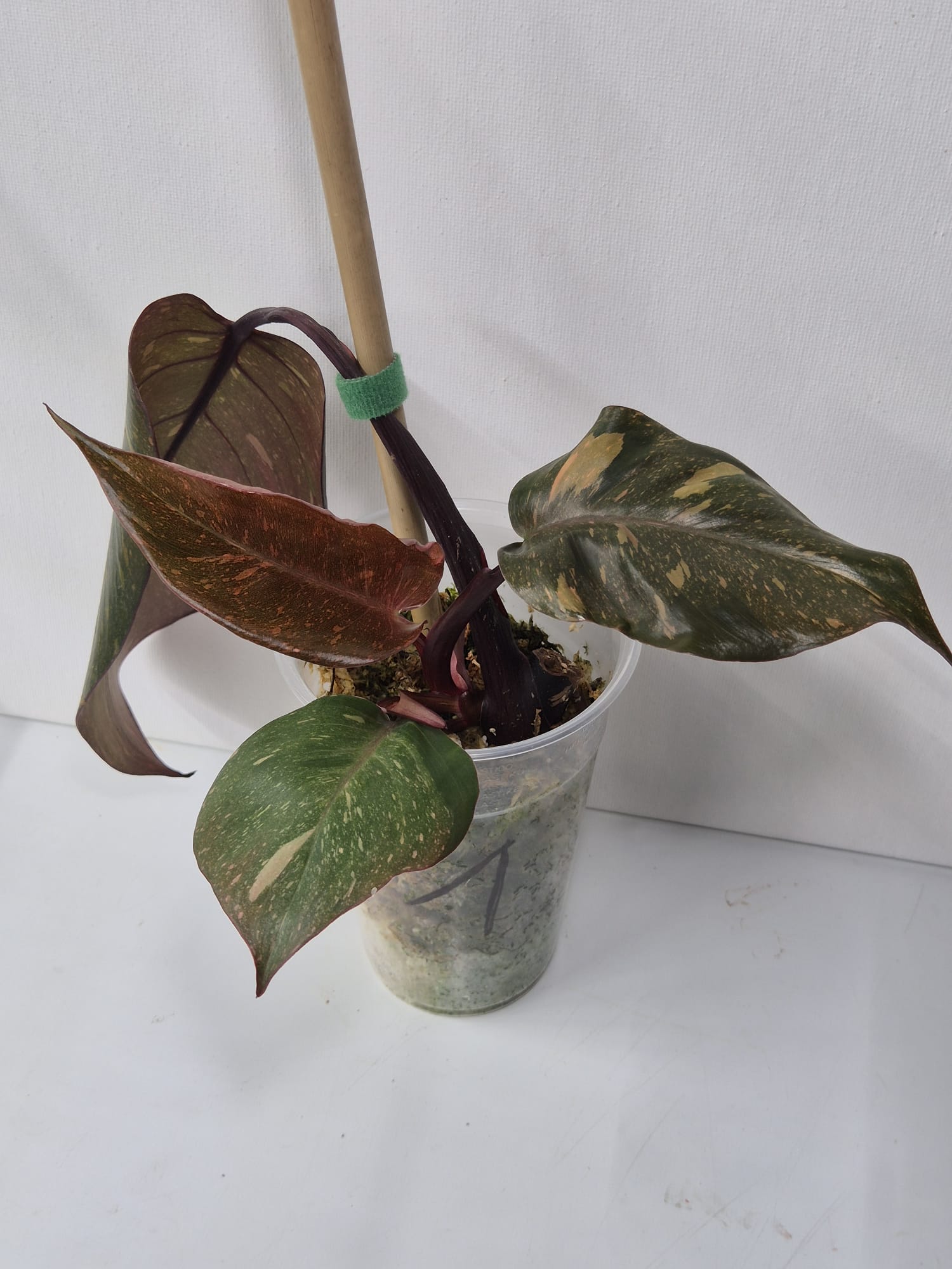 Philodendron Orange Princess Variegata Stammstecklinge