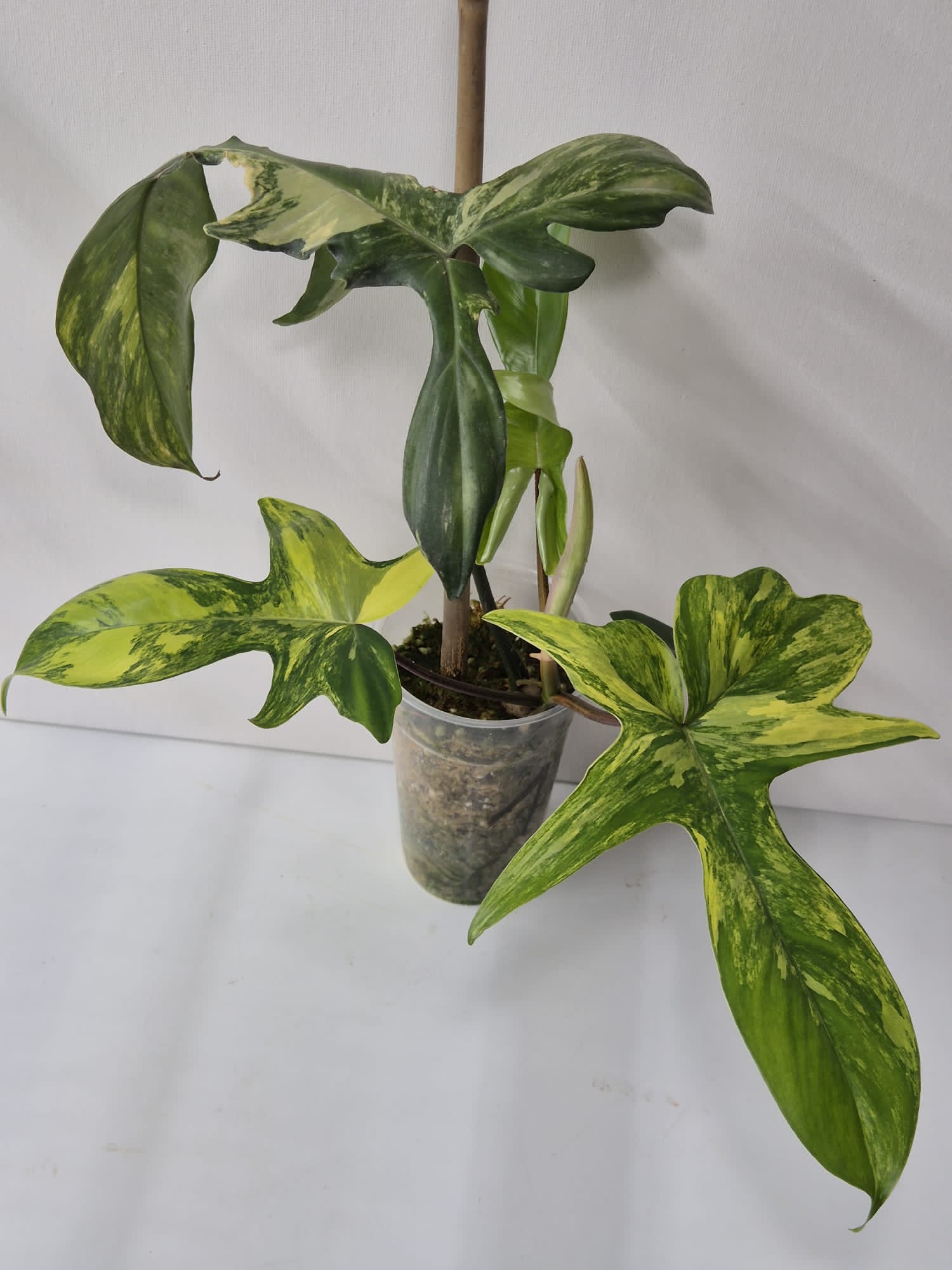 Philodendron Florida Beauty Variegata – Kopfstecklinge mit attraktiver Panaschierung