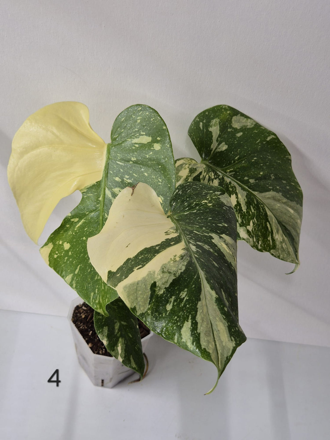 Monstera Thai Constellation – Tropischer Star mit cremeweißer Sternenzeichnung