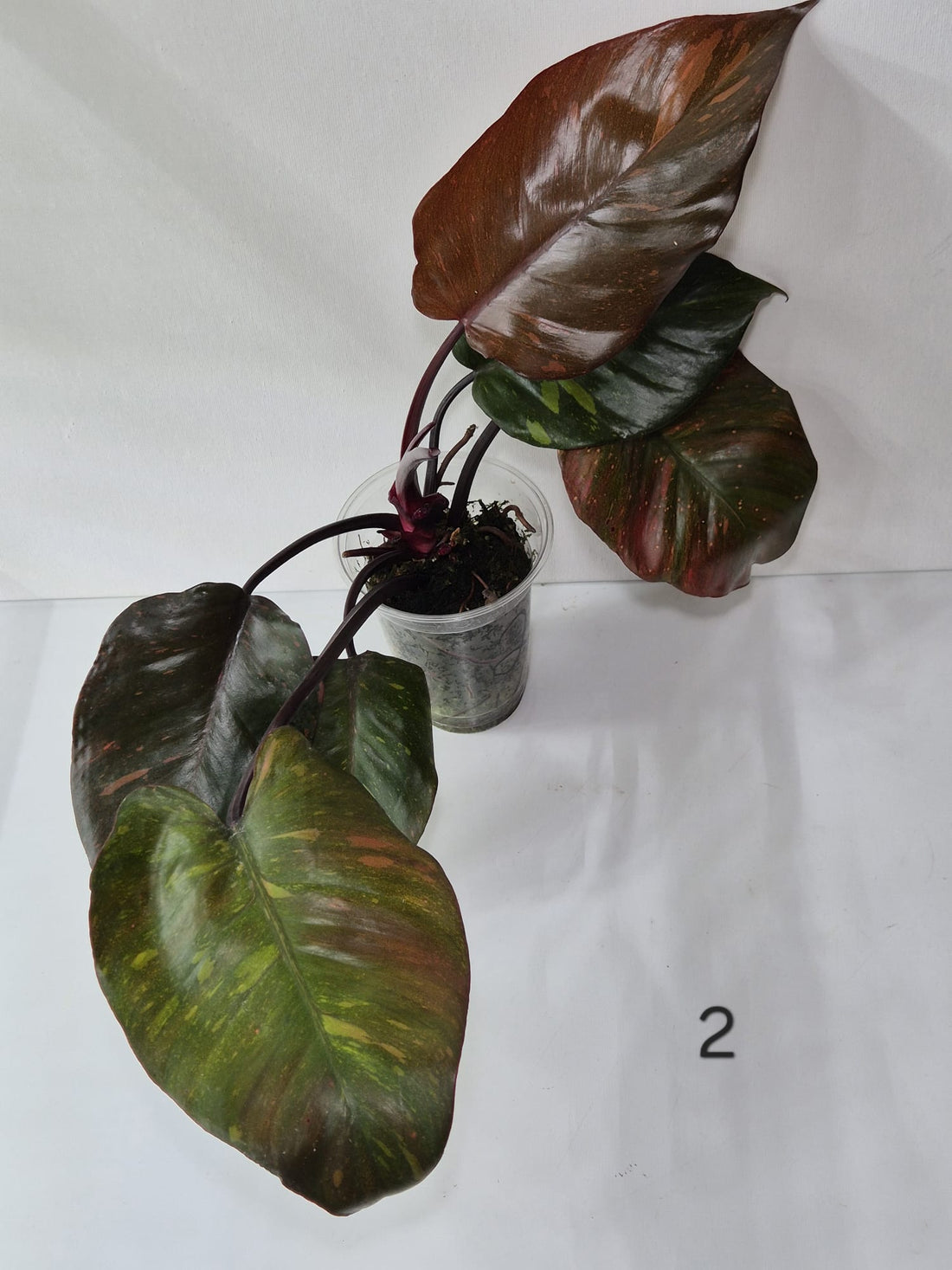 Philodendron Orange Princess Variegata Stecklinge