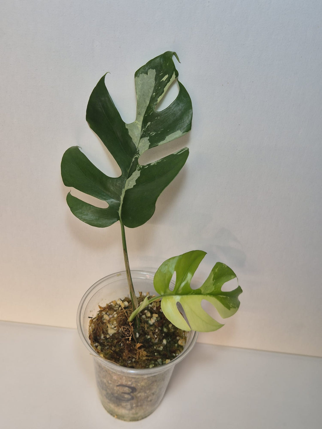 Rhaphidophora tetrasperma variegata – Monstera Minima Variegata