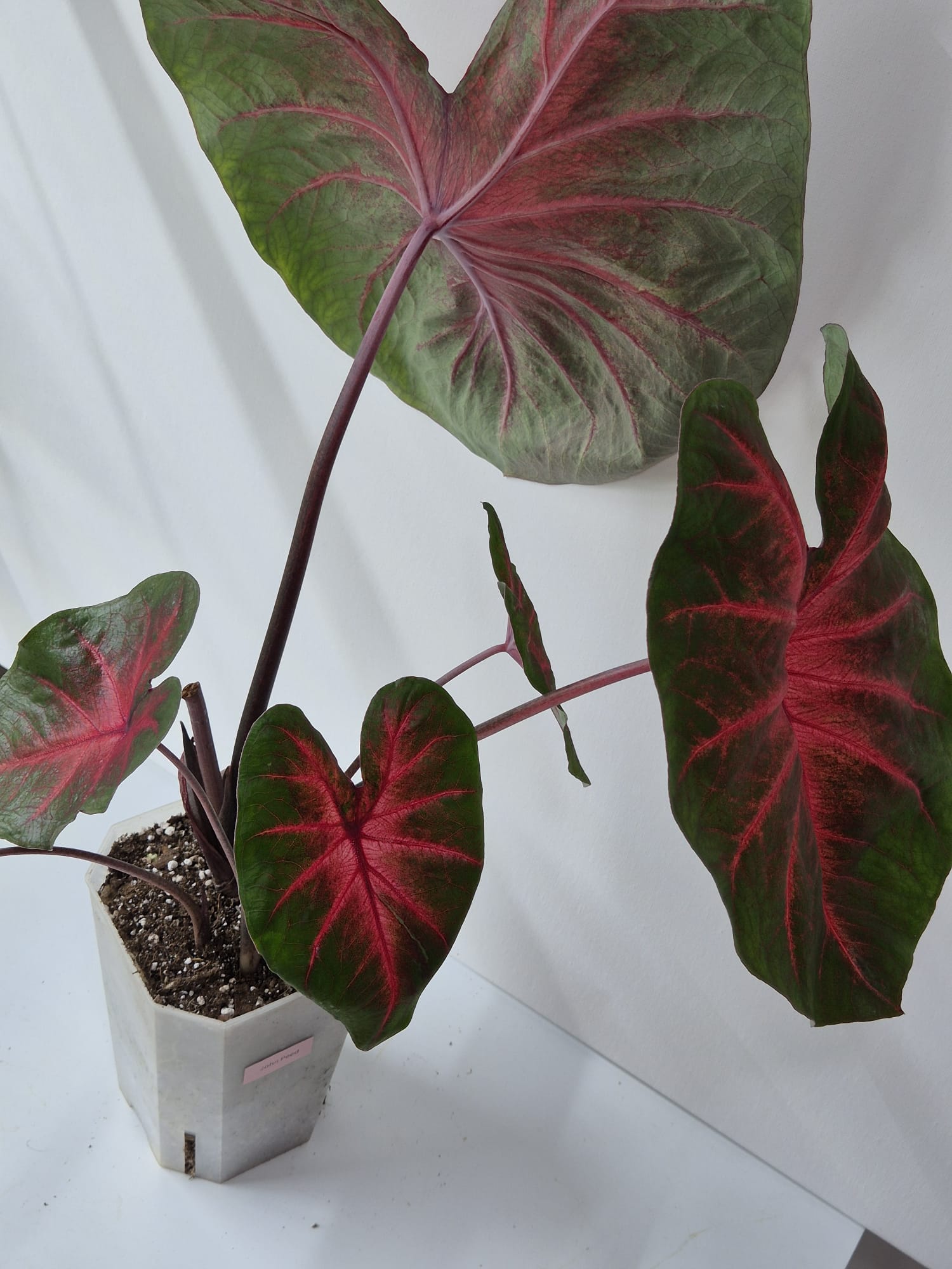 Caladium John Peed – Farbenfrohes Blattspiel in Rot und Grün