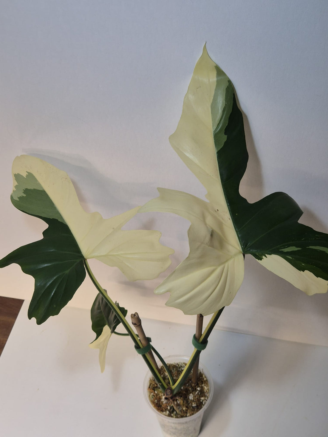 Philodendron Golden Dragon Variegata