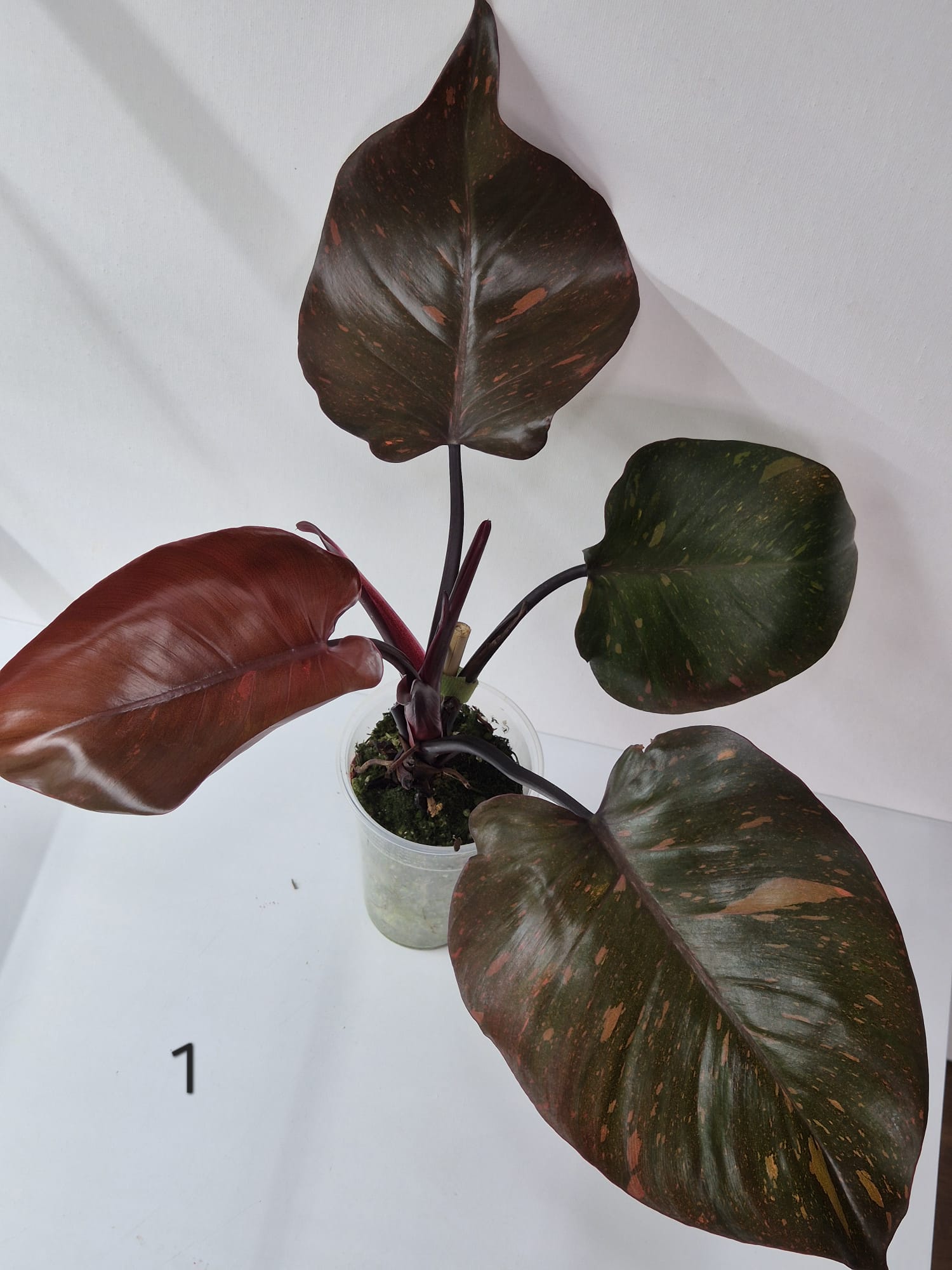 Philodendron Orange Princess Variegata Stecklinge