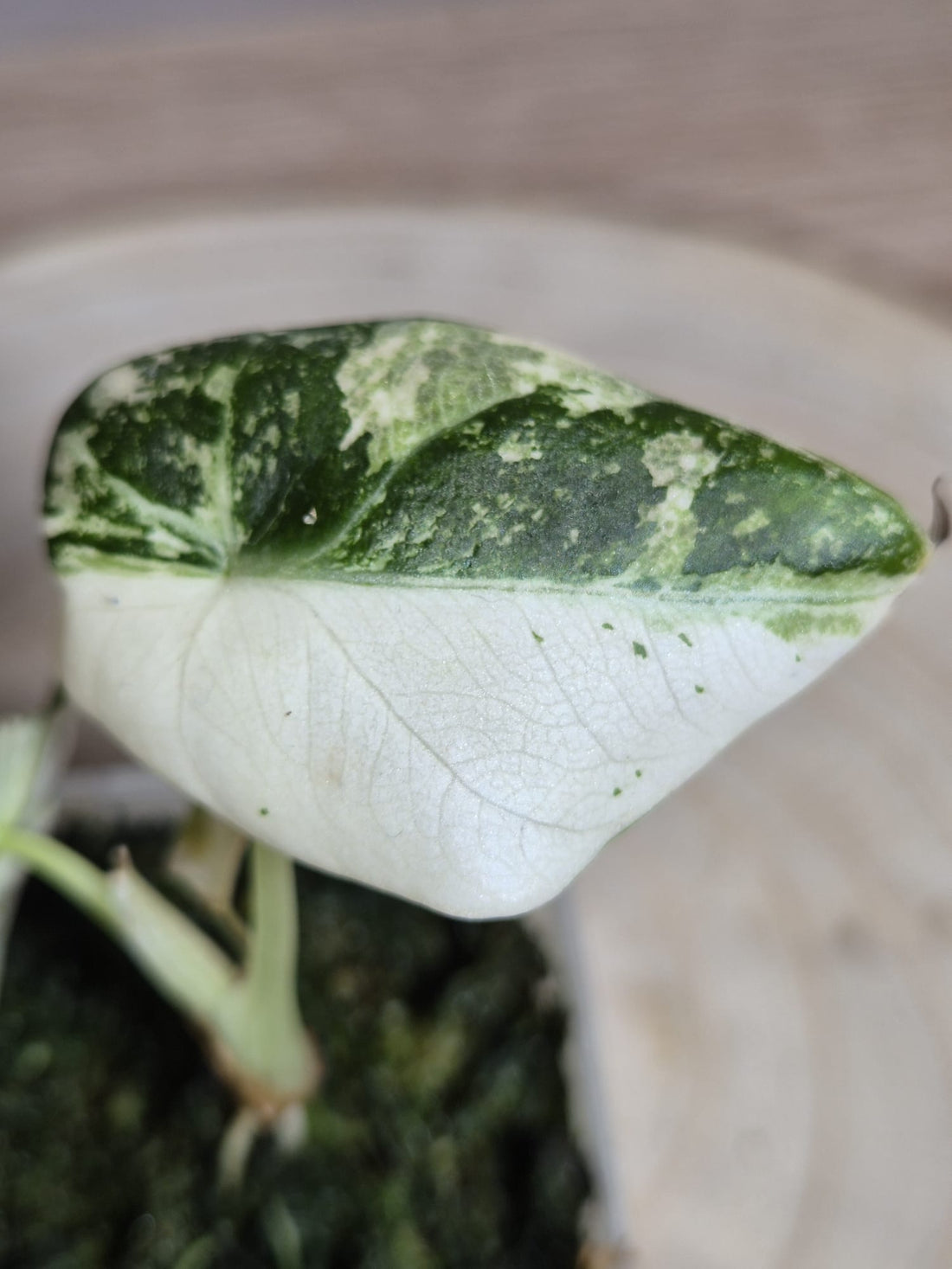 Alocasia Black Velvet Pink Variegata