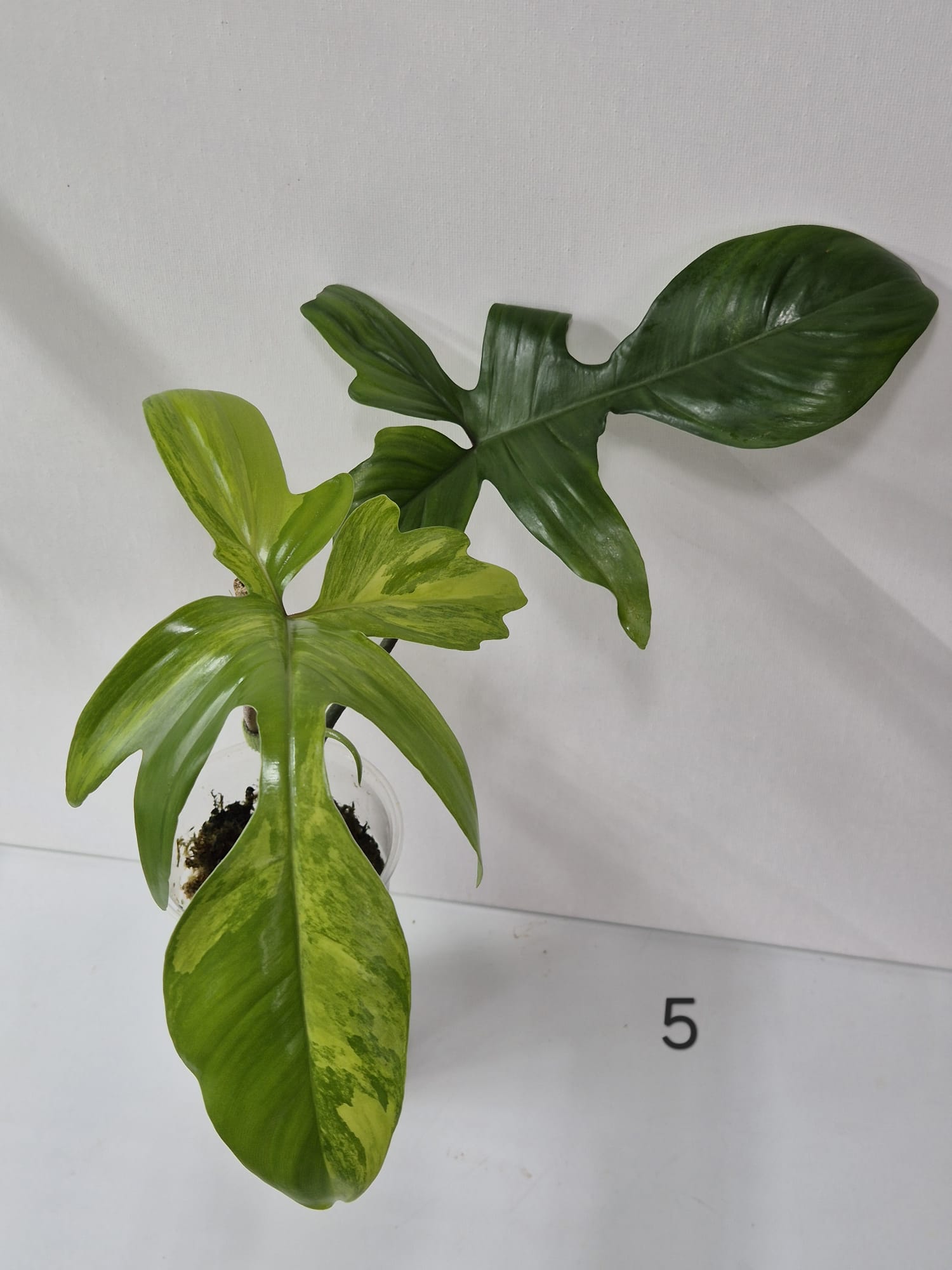 Philodendron Florida Beauty Variegata – Stecklinge + ganze Pflanzen mit attraktiver Panaschierung