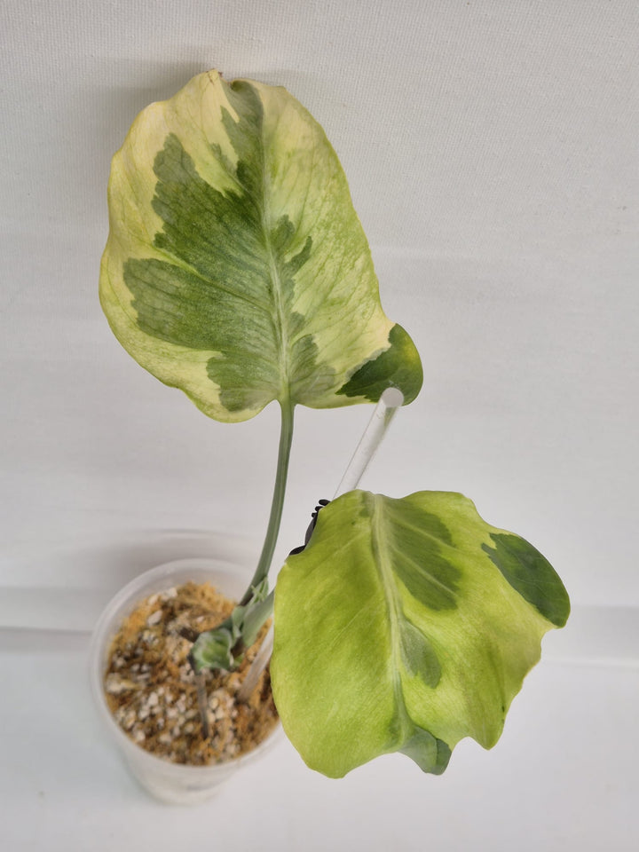 Monstera Flamicito – Kopfsteckling