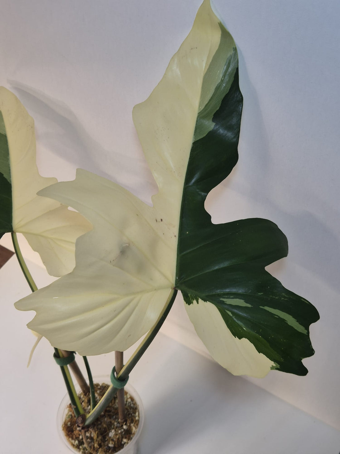 Philodendron Golden Dragon Variegata