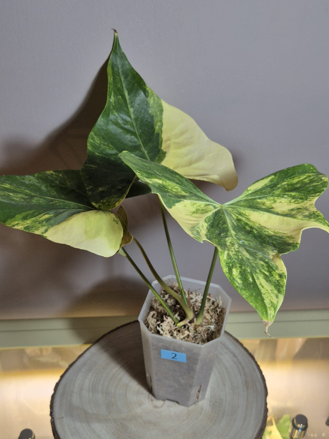 Anthurium Pterodactyl Variegata