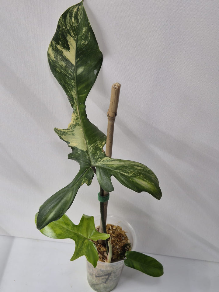 Philodendron Florida Beauty Variegata – Kopfstecklinge mit attraktiver Panaschierung