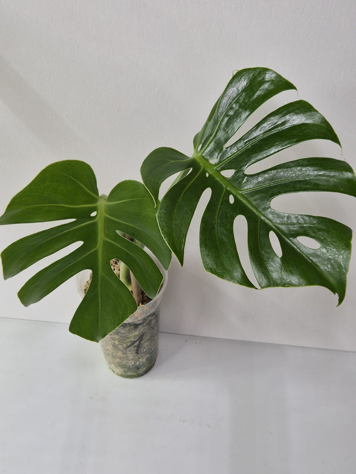 Monstera Compacta Kopfstecklinge