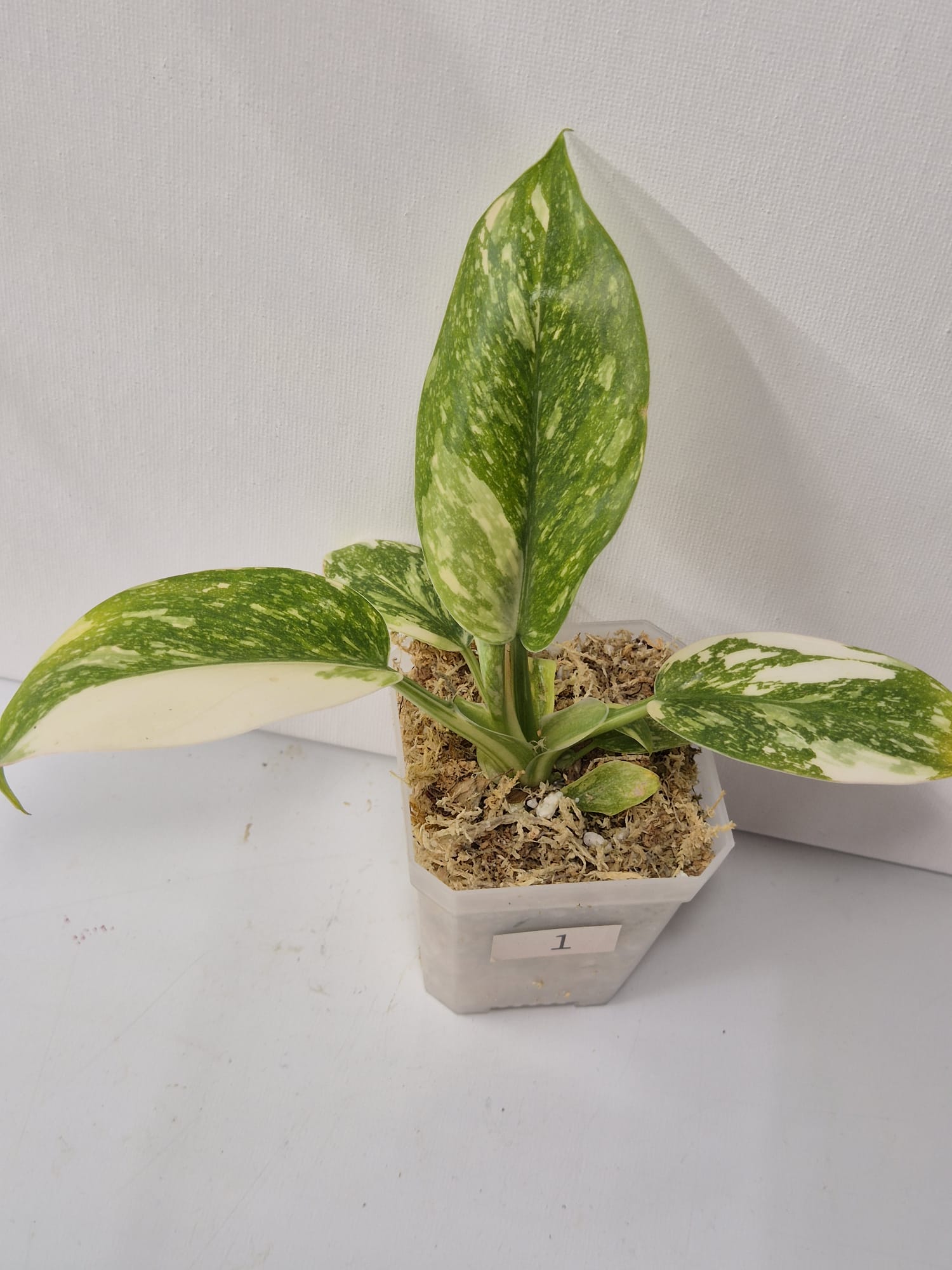 Philodendron Green Congo Variegata