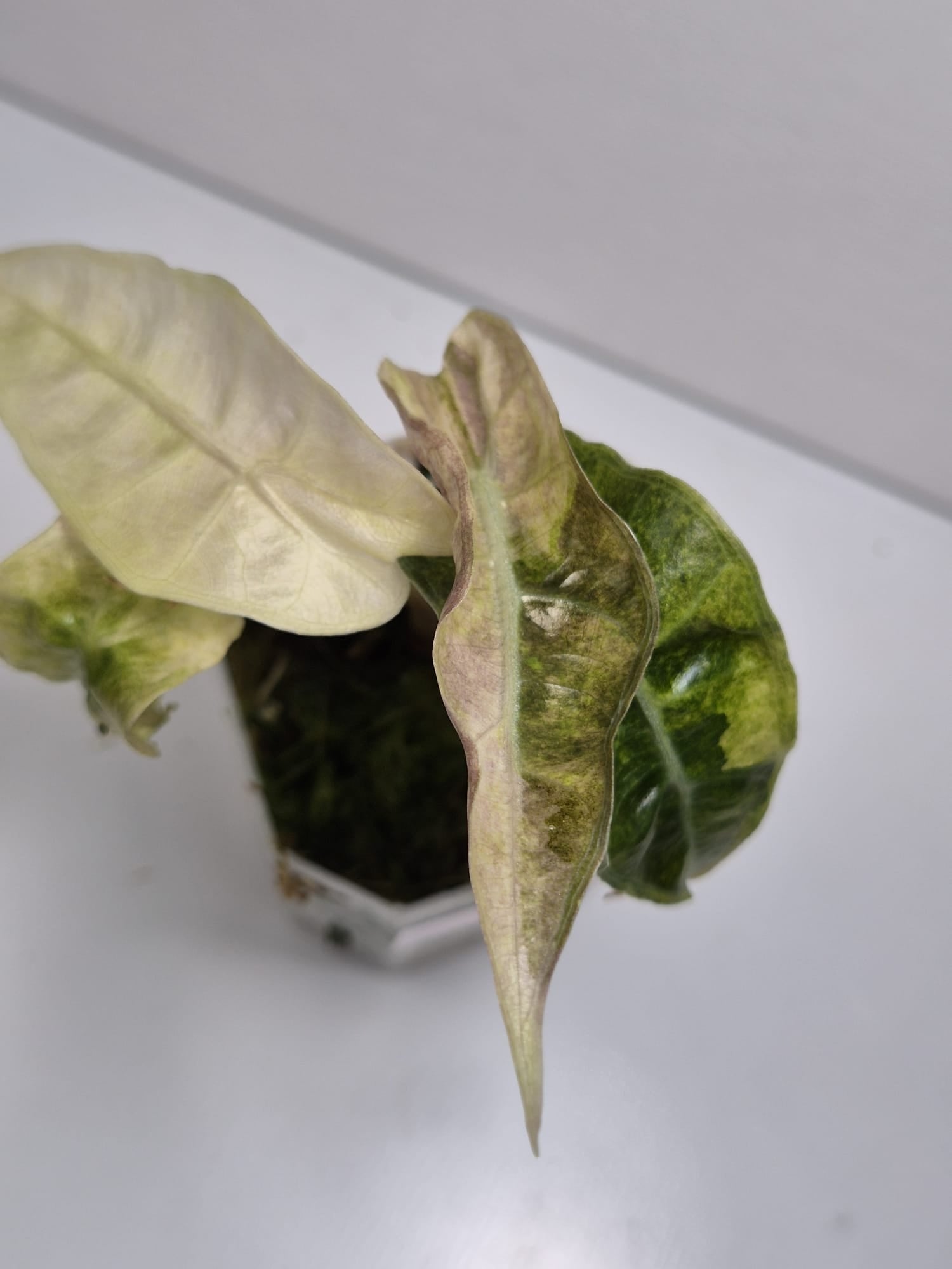 Alocasia Polly Variegata