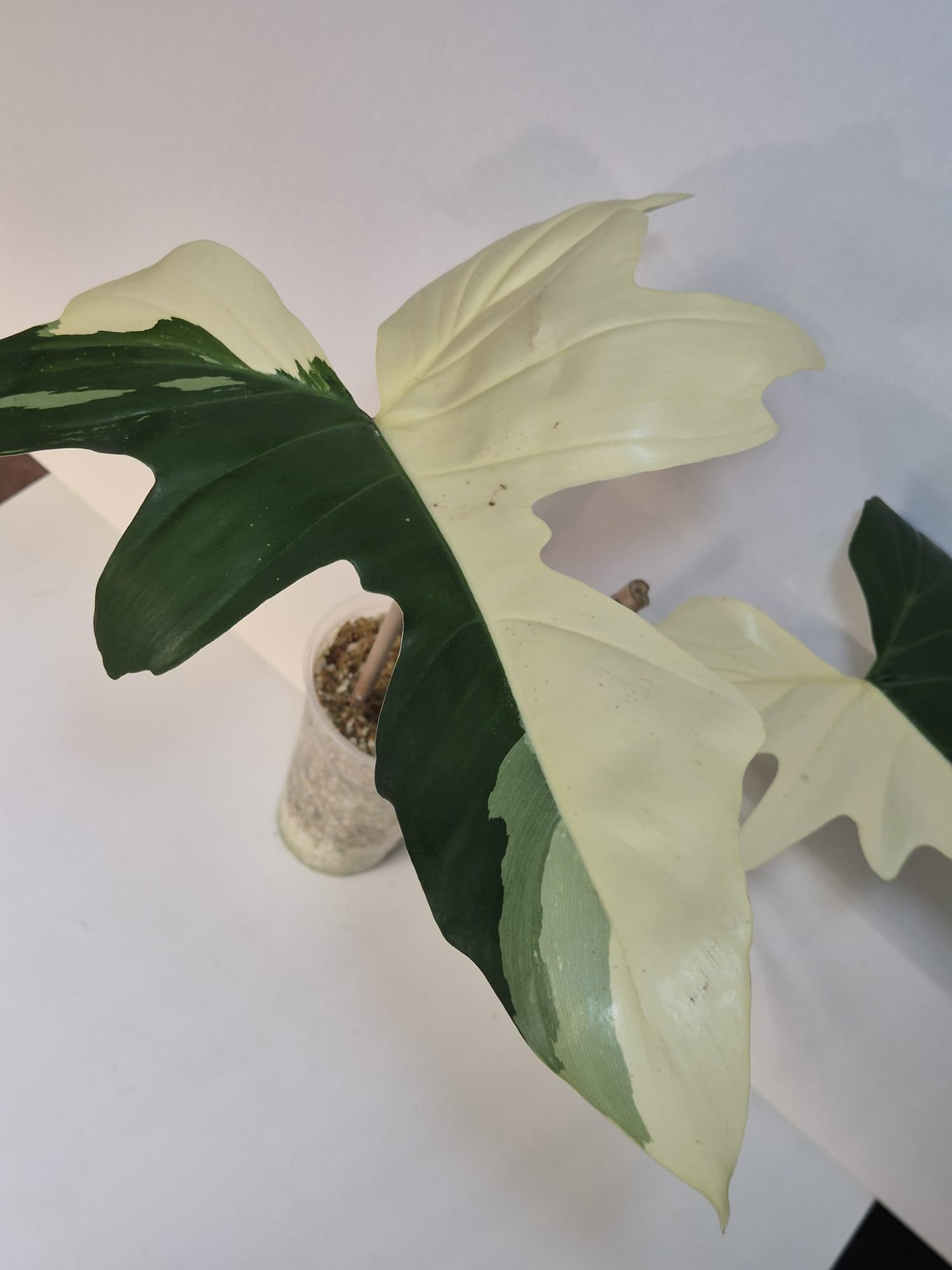 Philodendron Golden Dragon Variegata