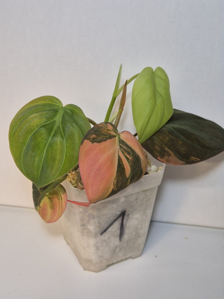 Philodendron Micans Variegata