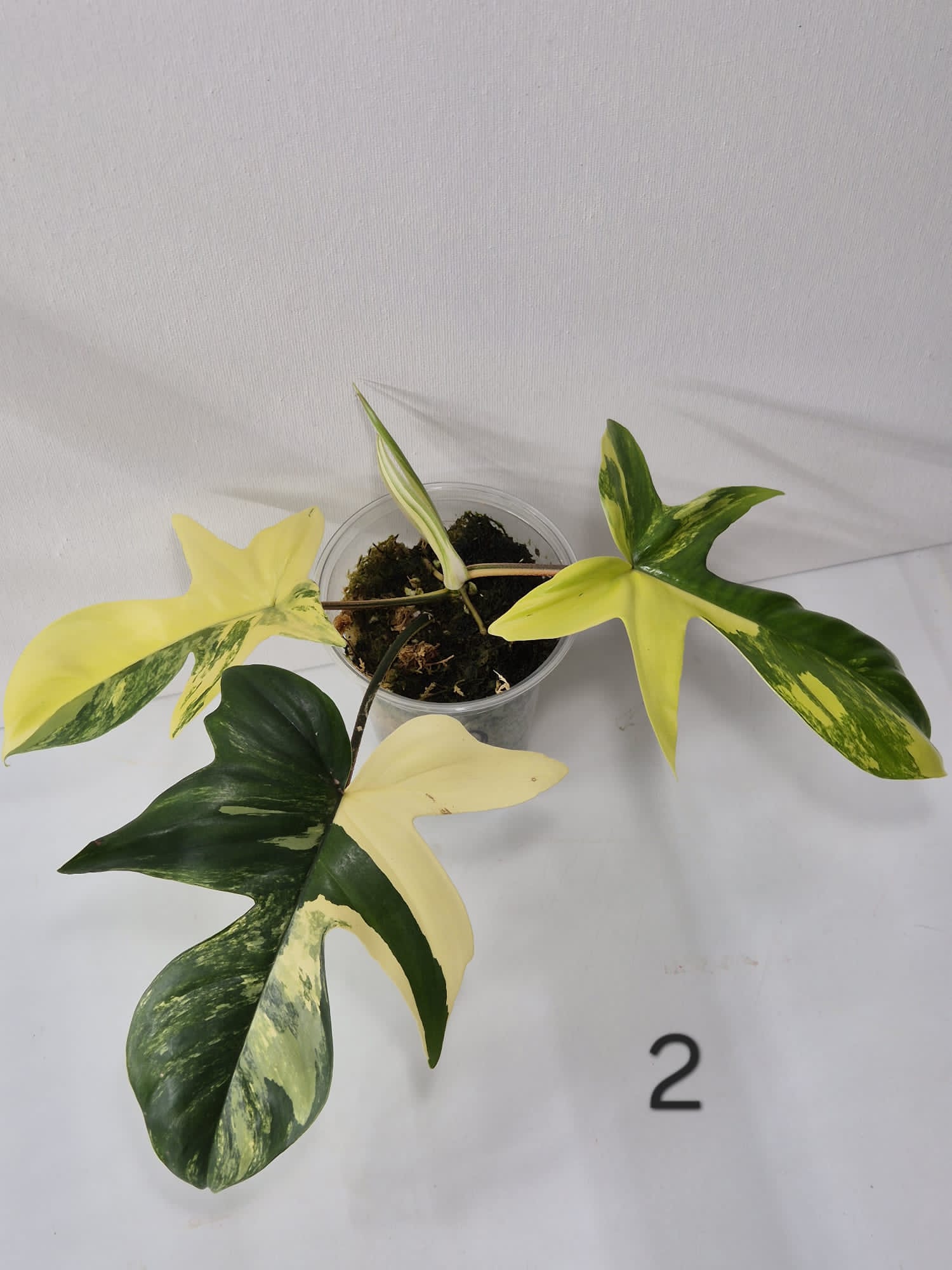 Philodendron Florida Beauty Variegata – Kopfstecklinge mit attraktiver Panaschierung