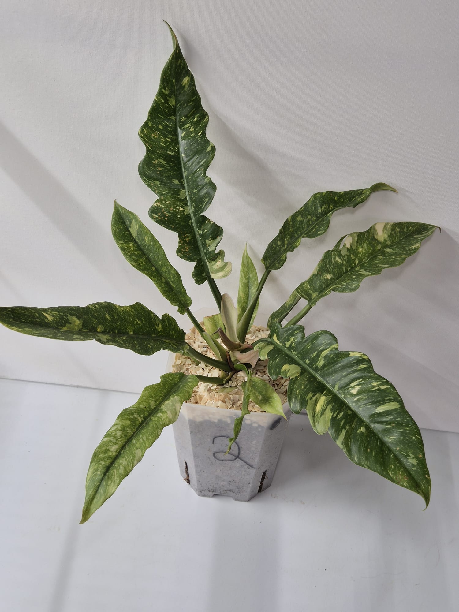 Philodendron Ring of Fire – Farbexplosion im tropischen Blattschnitt