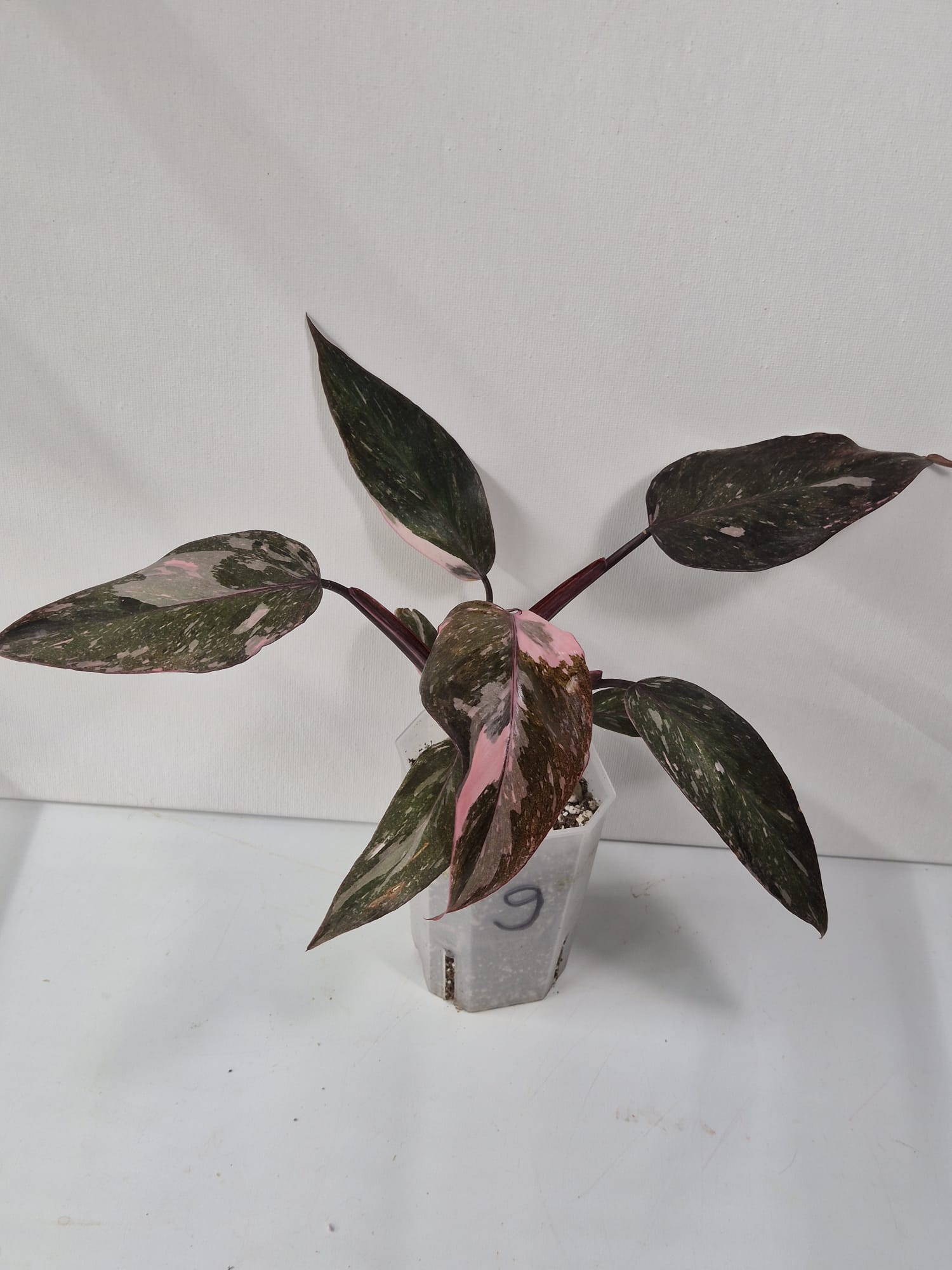 Philodendron Pink Princess Galaxy – dekorative Zimmerpflanze mit einzigartigem Farbspiel