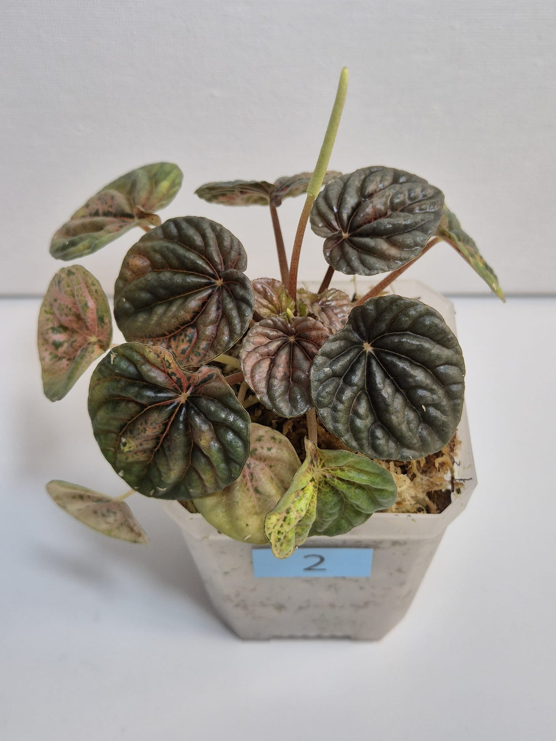 Peperomia Caperata Variegata