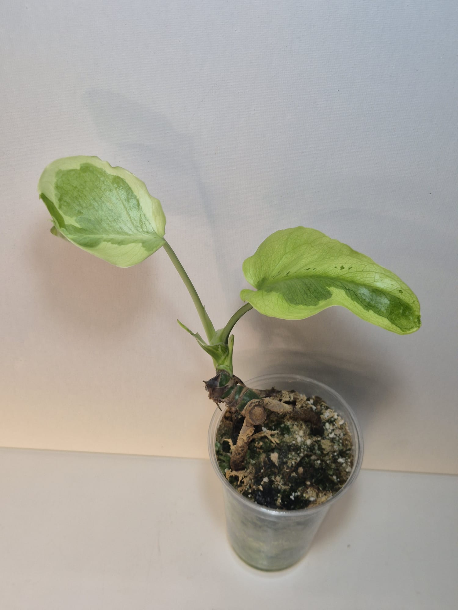 Monstera Flamicito
