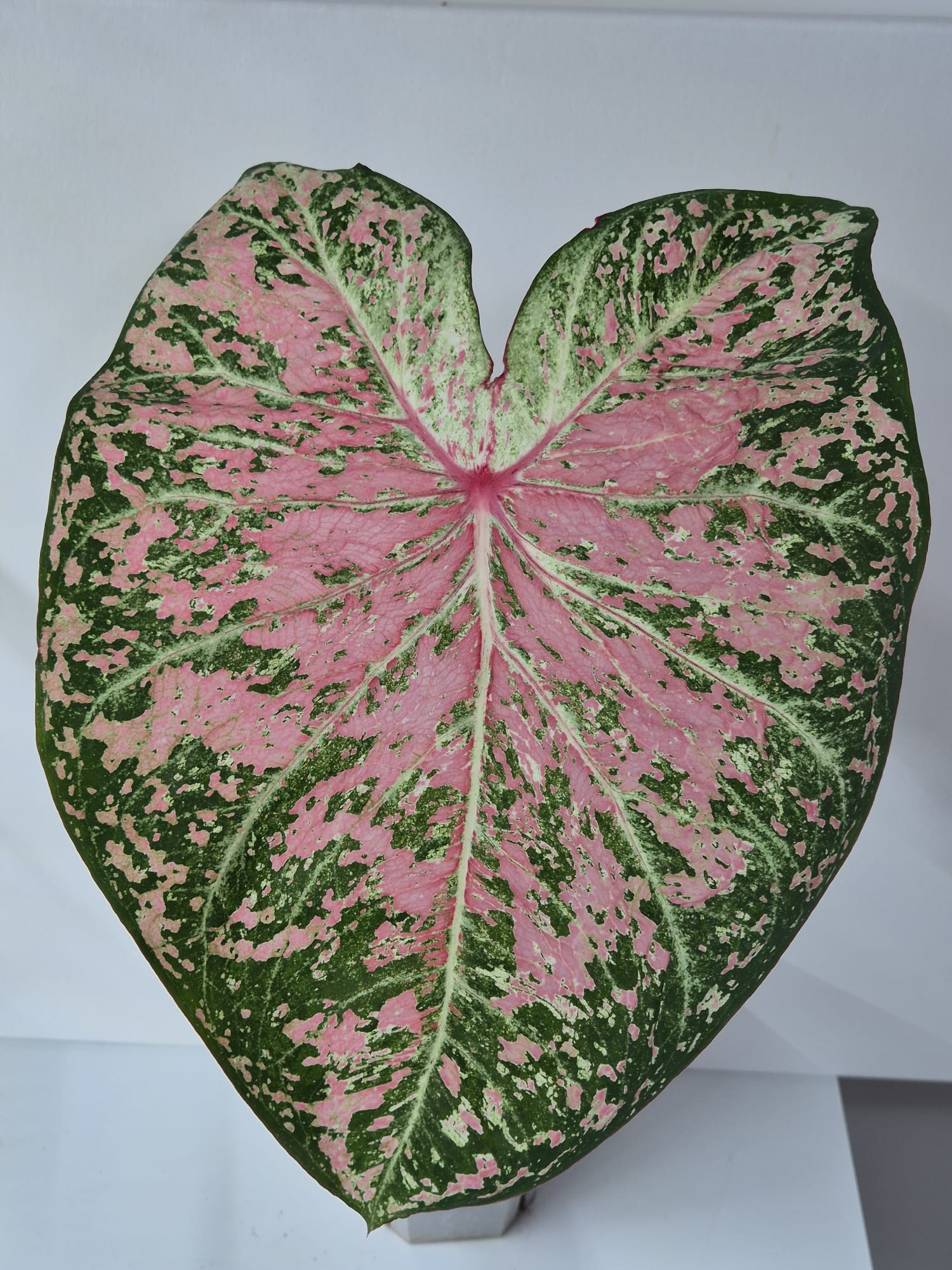 Caladium Pink Cloud – Zarte Rosatöne für stilvolle Pflanzträume