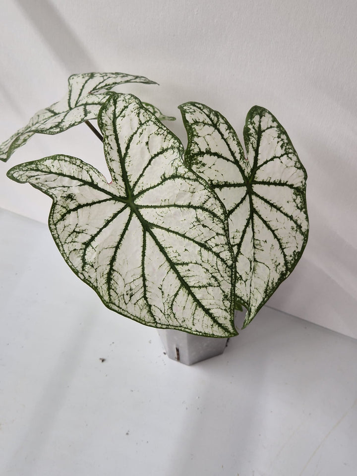 Caladium White Christmas – Eleganz in Weiß und Grün
