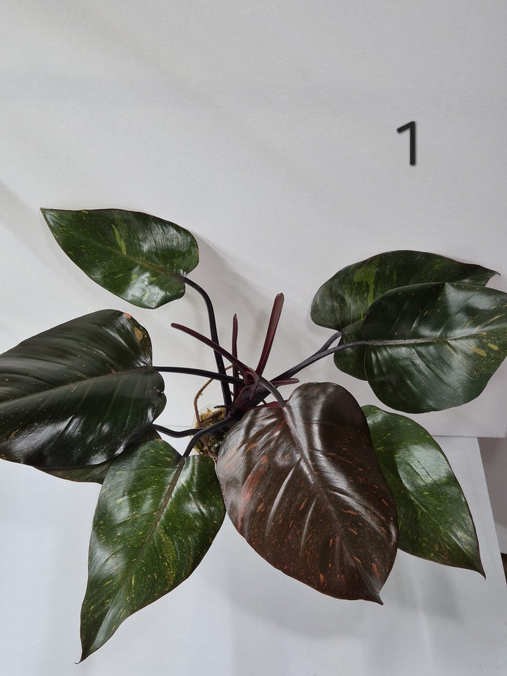 Philodendron Orange Princess kaufen, Philodendron Variegata, bunte Zimmerpflanze, seltene Philodendron, Philodendron orange grün, Kletterpflanze bunt, pflegeleichte Philodendren