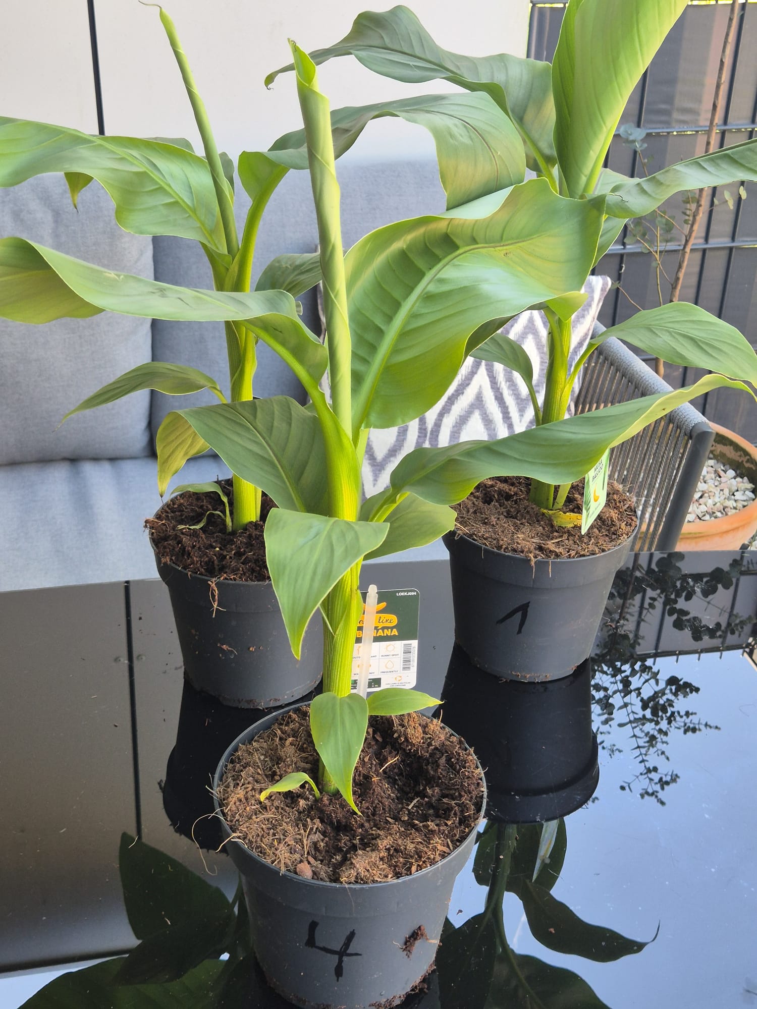 Musa Basjoo kaufen, winterharte Banane, Bananenpflanze Garten, exotische Pflanzen winterhart, Bananenstaude online kaufen, tropische Pflanzen für Terrasse