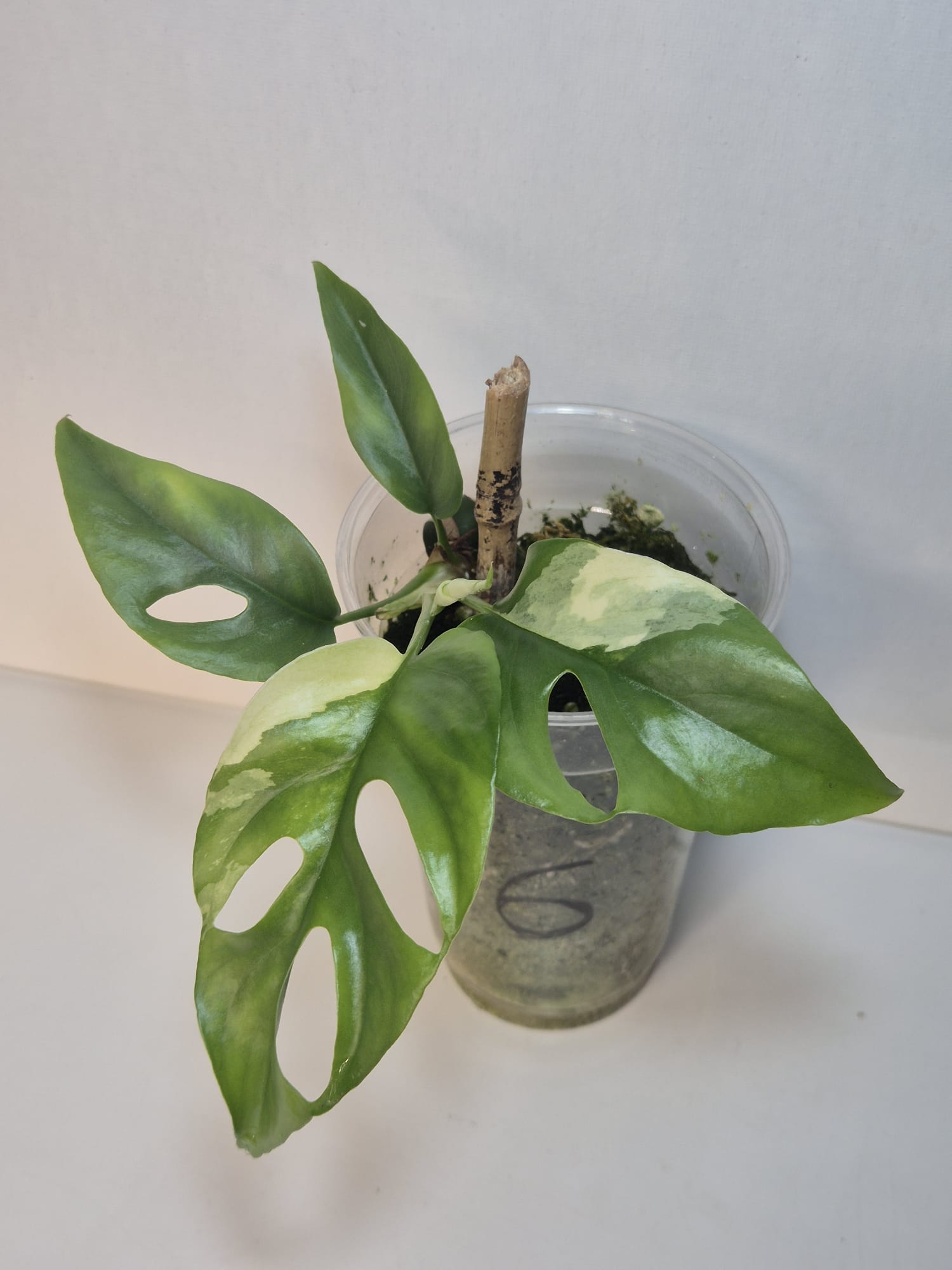 Rhaphidophora tetrasperma variegata – Monstera Minima Variegata