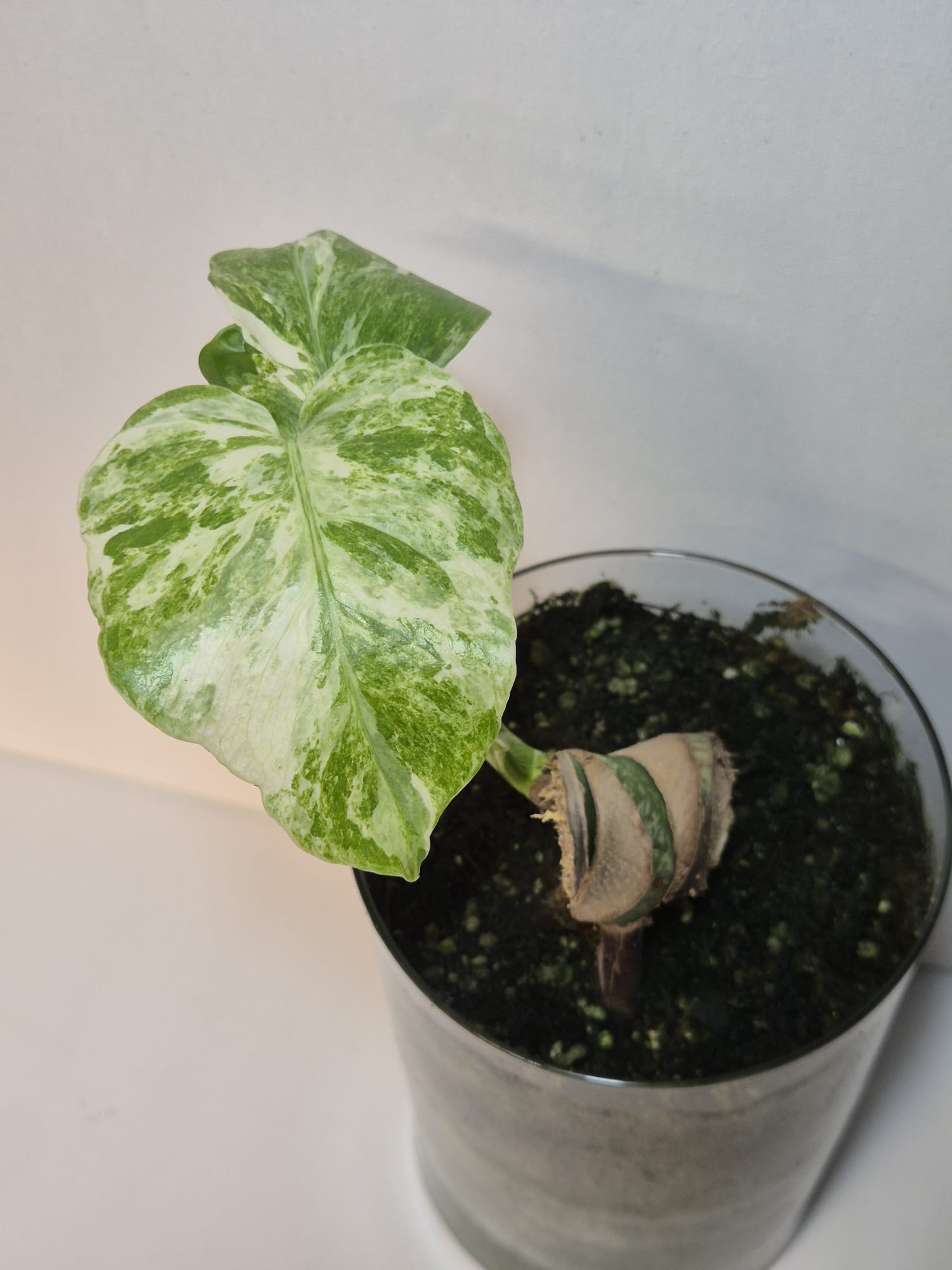 Monstera Deliciosa „Masterpiece“ (Indo)