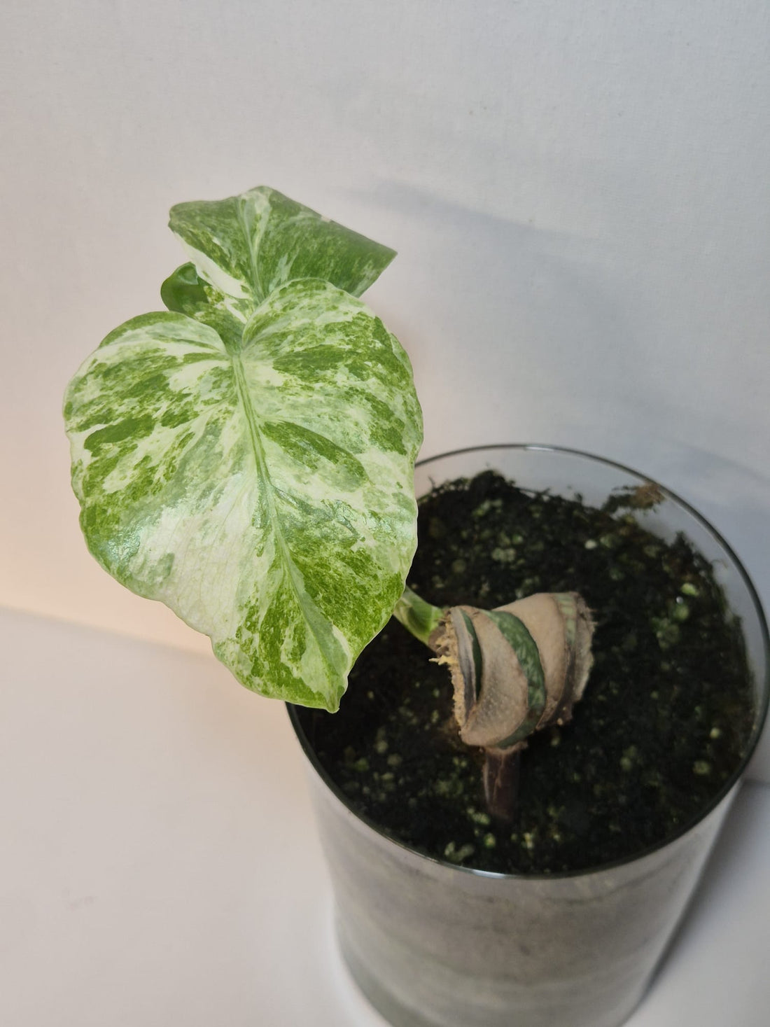 Monstera Deliciosa „Masterpiece“ (Indo)