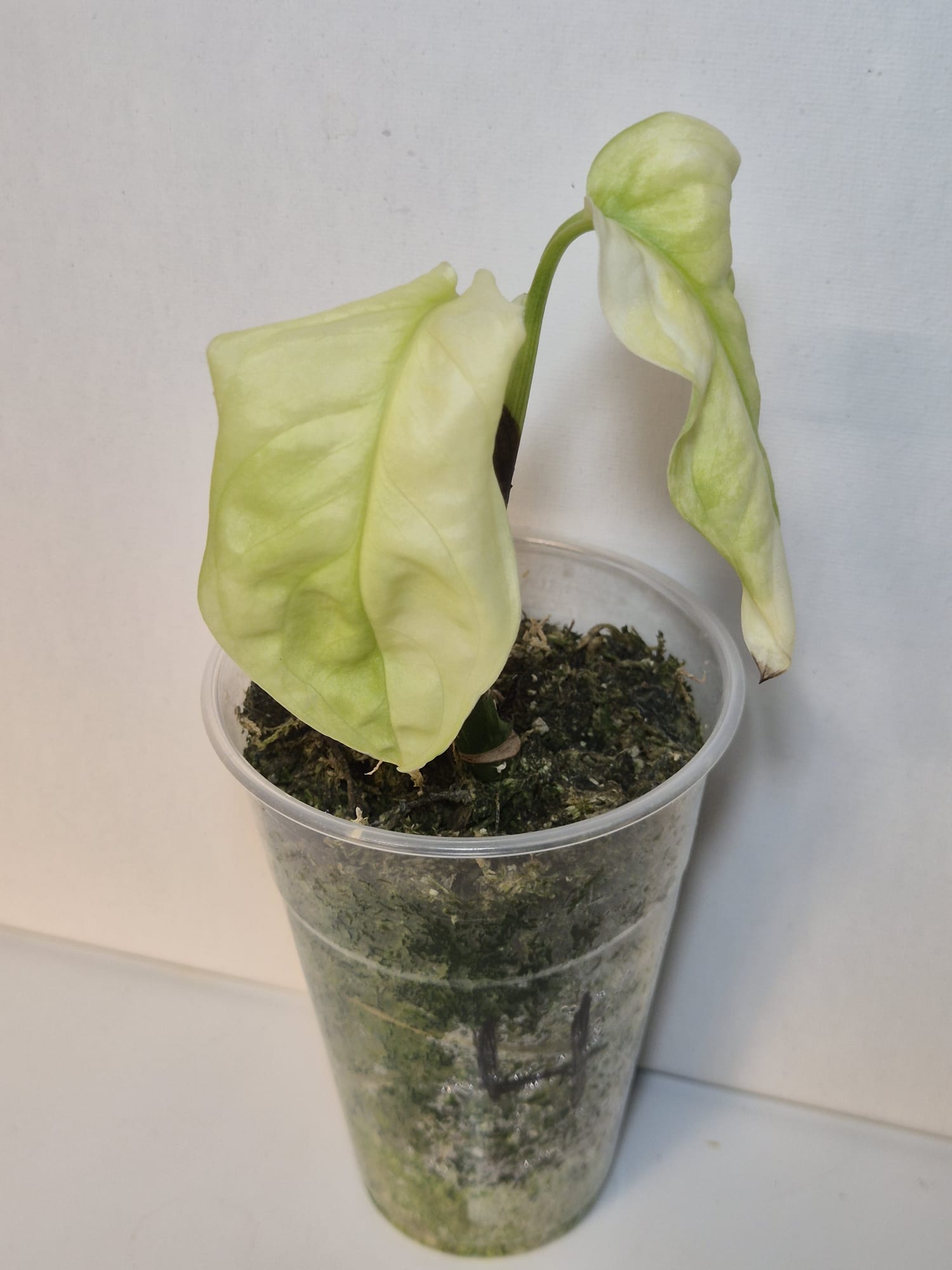 Monstera obliqua Mayuna Variegata ( klein )