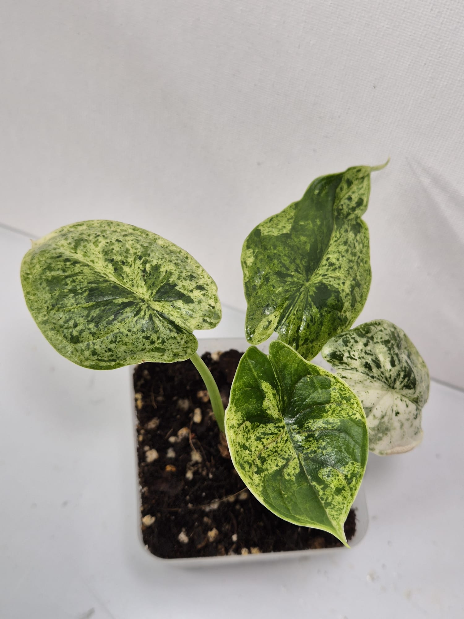 Alocasia Dragon Scale kaufen, Alocasia Mint, Dragon Scale Mint, Alocasia mit Struktur, mintgrüne Zimmerpflanze, exotische Zimmerpflanzen, Alocasia pflegeleicht