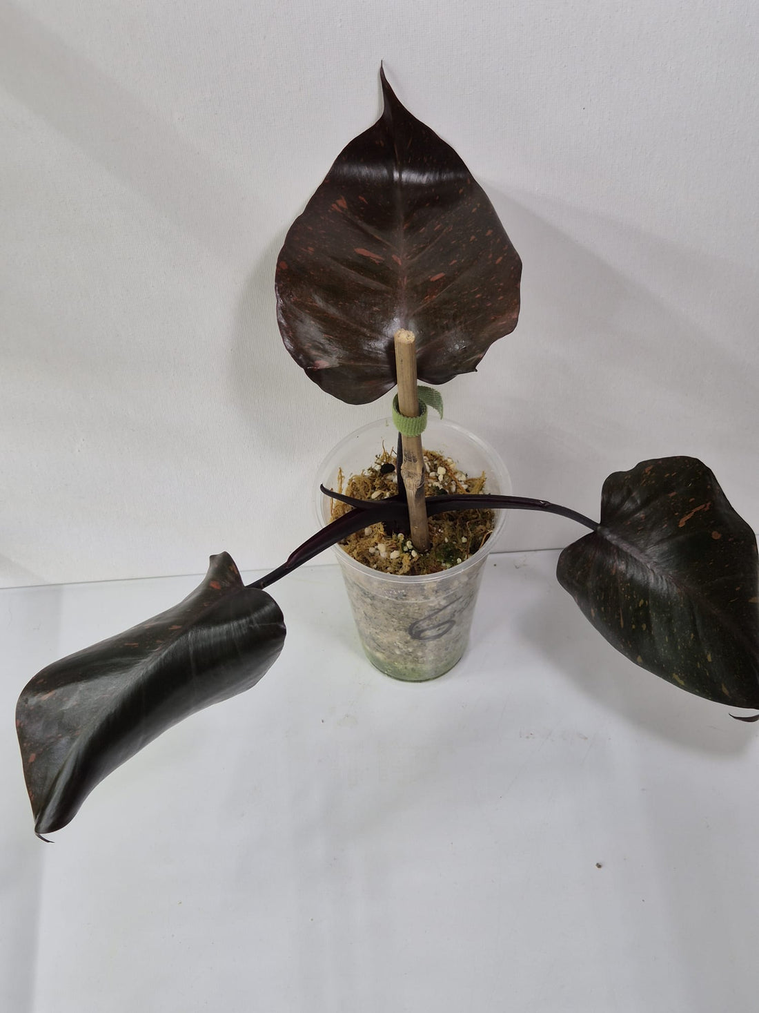 Philodendron Orange Princess Variegata Stecklinge