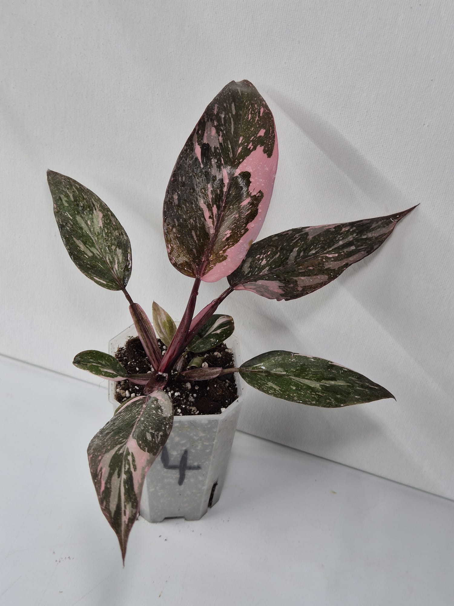 Philodendron Pink Princess Galaxy – dekorative Zimmerpflanze mit einzigartigem Farbspiel