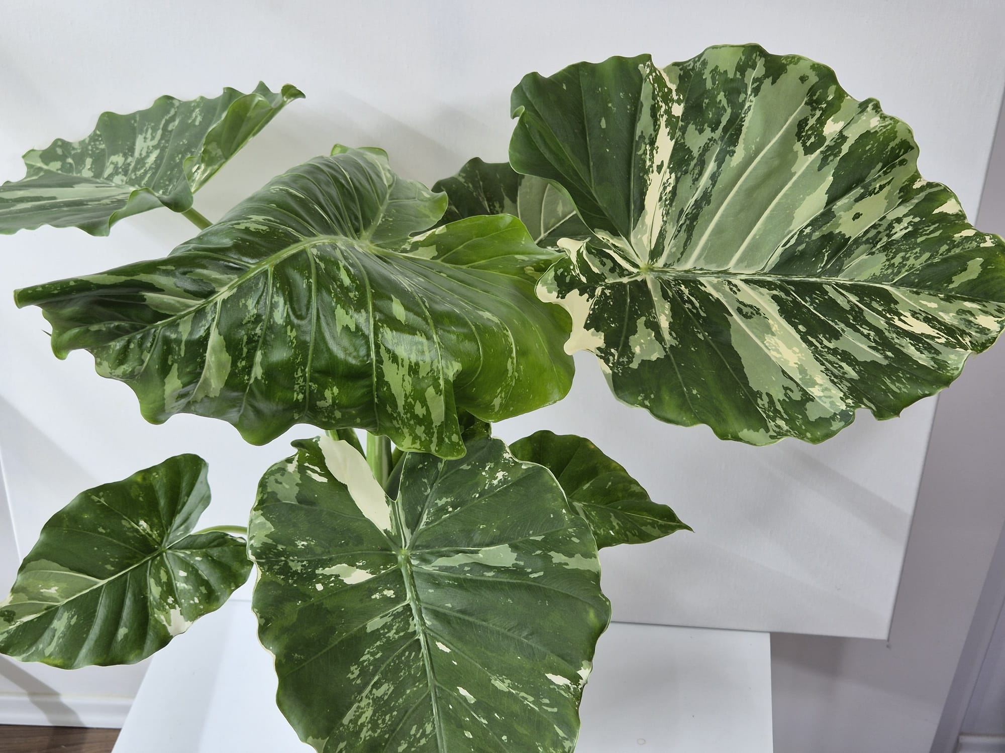 Alocasia Gageana Albo Variegata XL – Tropisches Blattstatement mit weißer Panaschierung