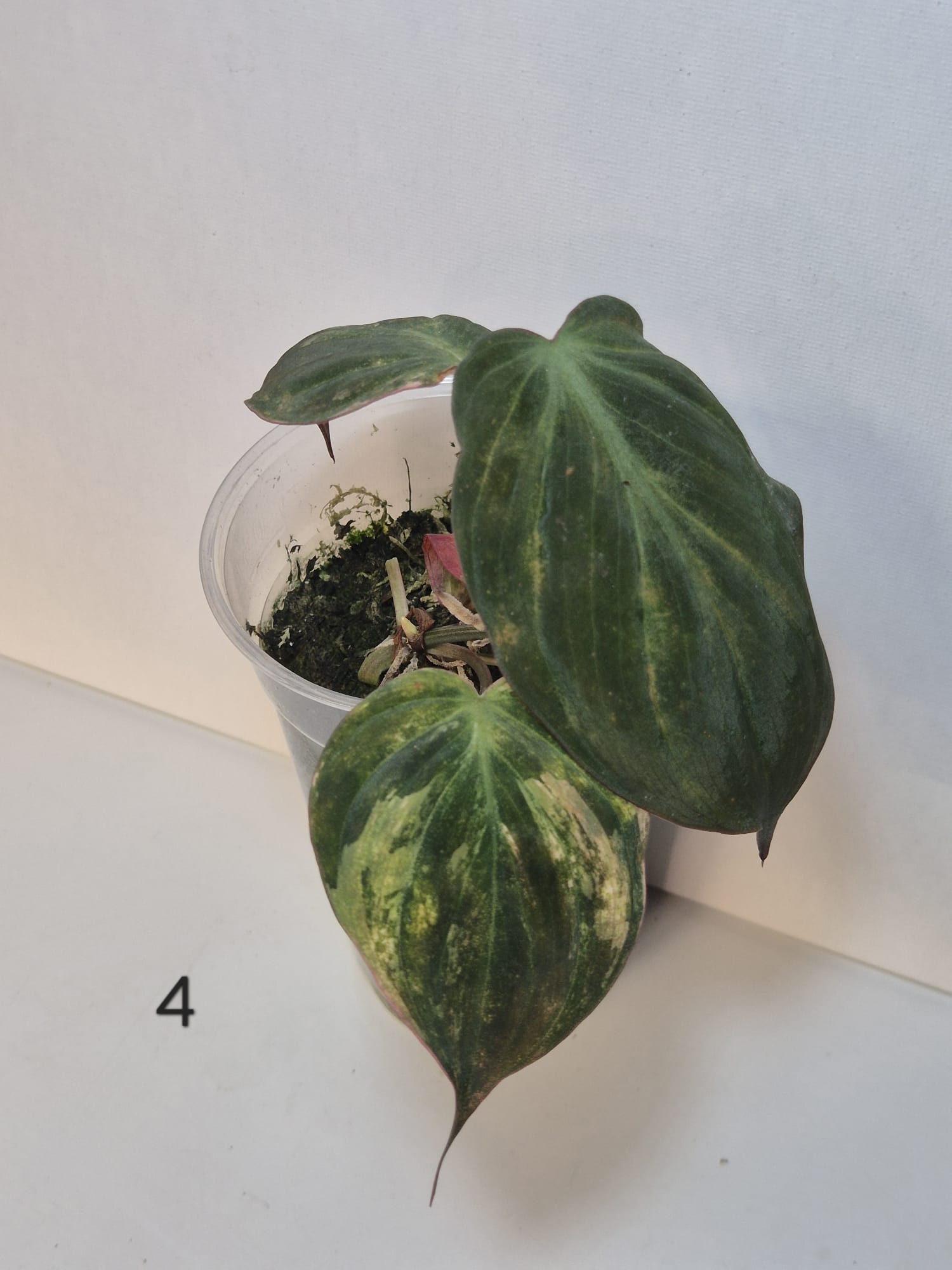 Philodendron Micans Variegata