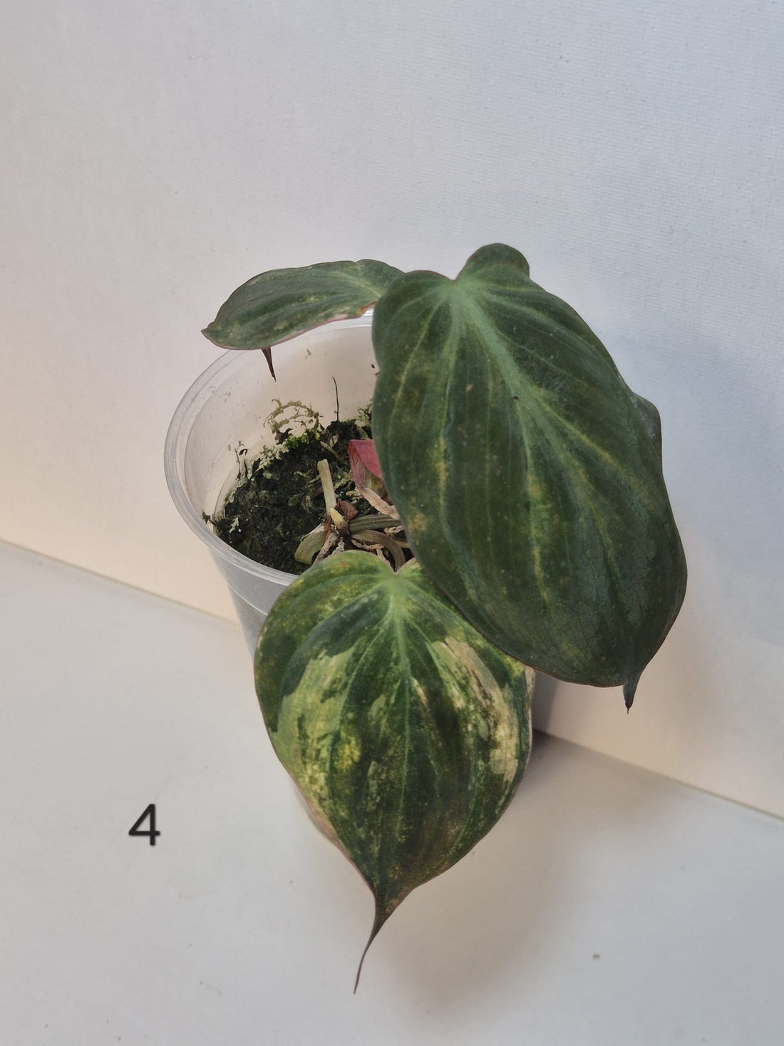 Philodendron Micans Variegata