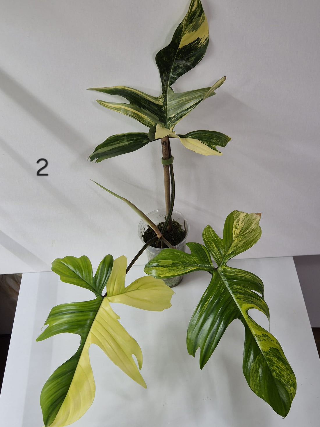 Philodendron Florida Beauty Variegata – Stecklinge + ganze Pflanzen mit attraktiver Panaschierung