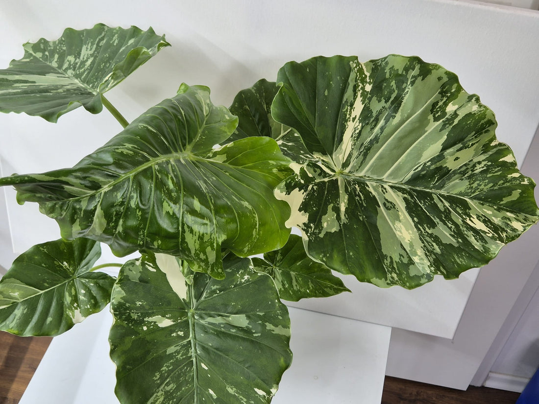 Alocasia Gageana Albo Variegata XL – Tropisches Blattstatement mit weißer Panaschierung