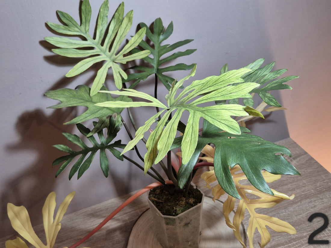 Philodendron Squamiferum x Mayoi