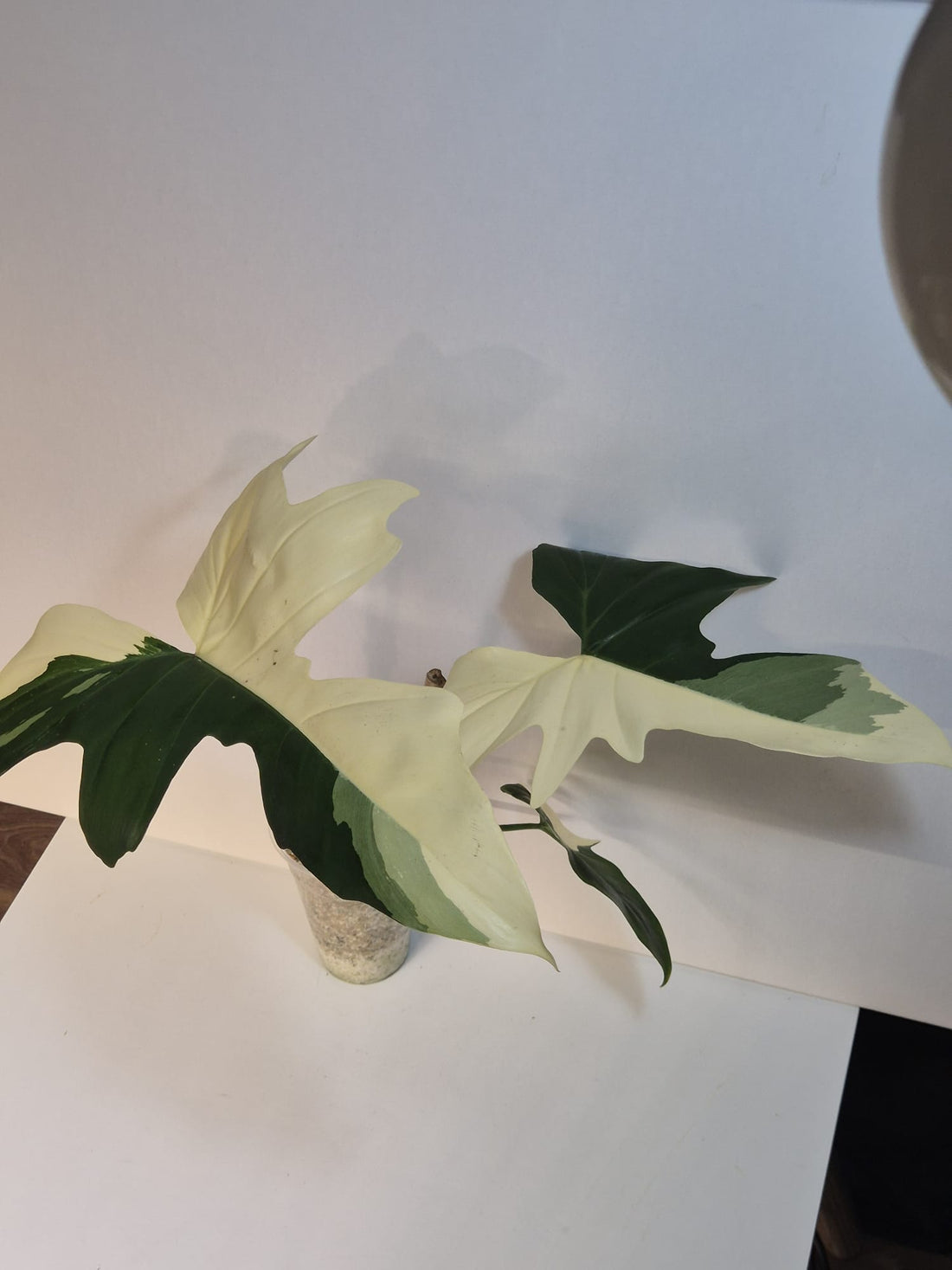 Philodendron Golden Dragon Variegata