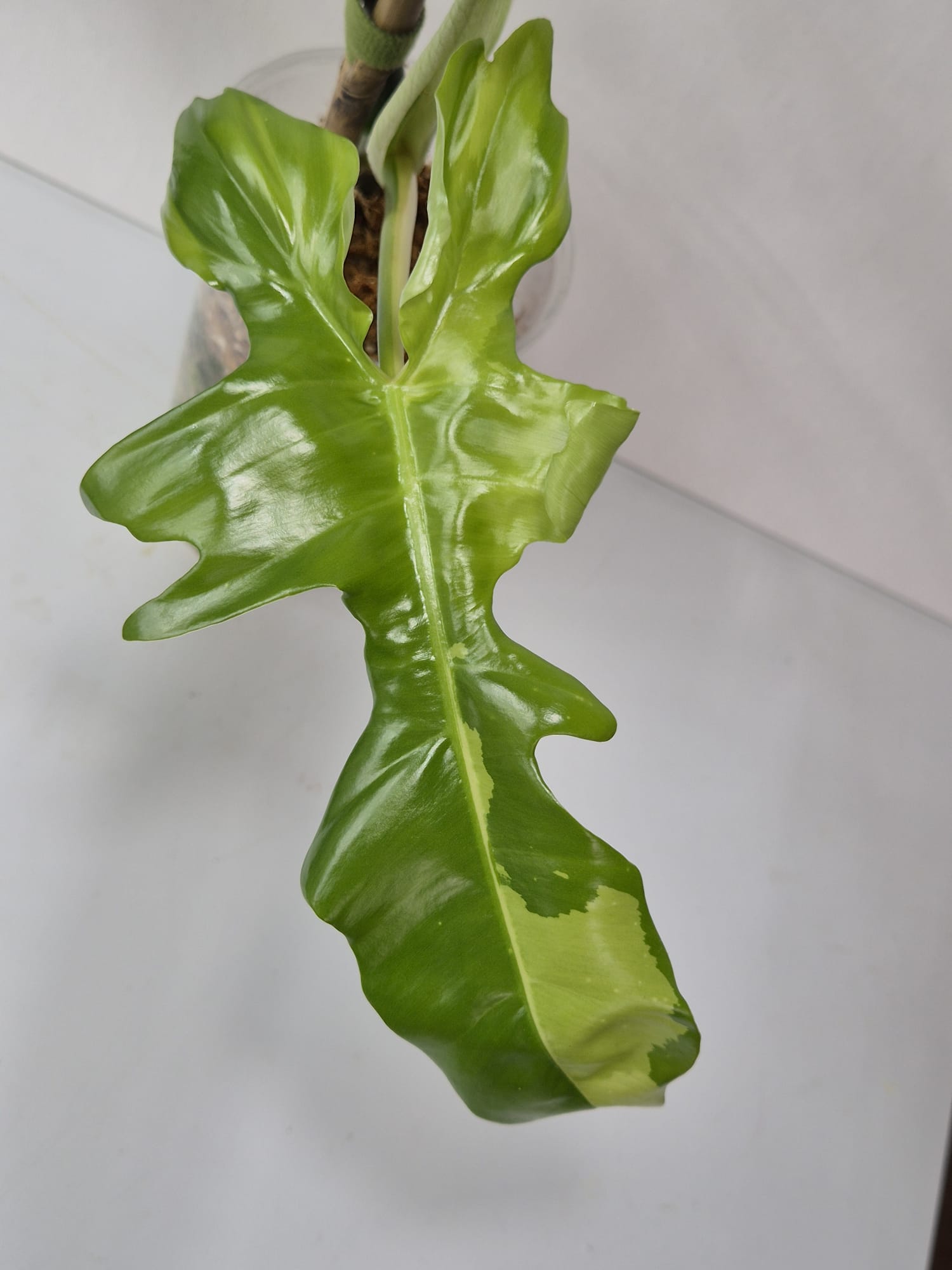 Philodendron Golden Dragon Variegata