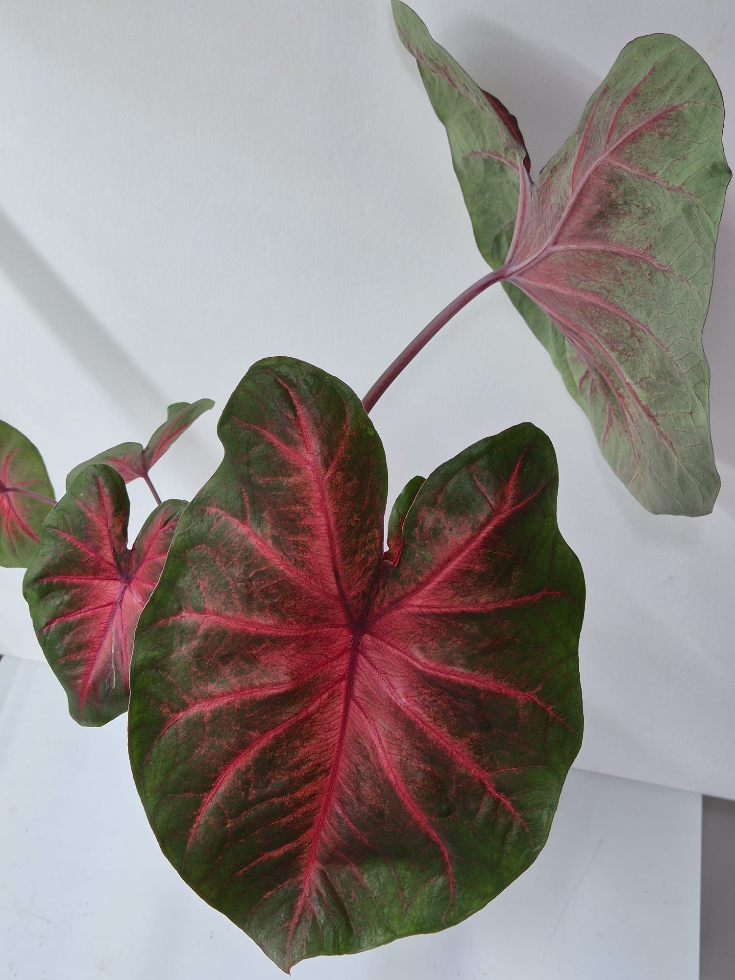 Caladium John Peed – Farbenfrohes Blattspiel in Rot und Grün