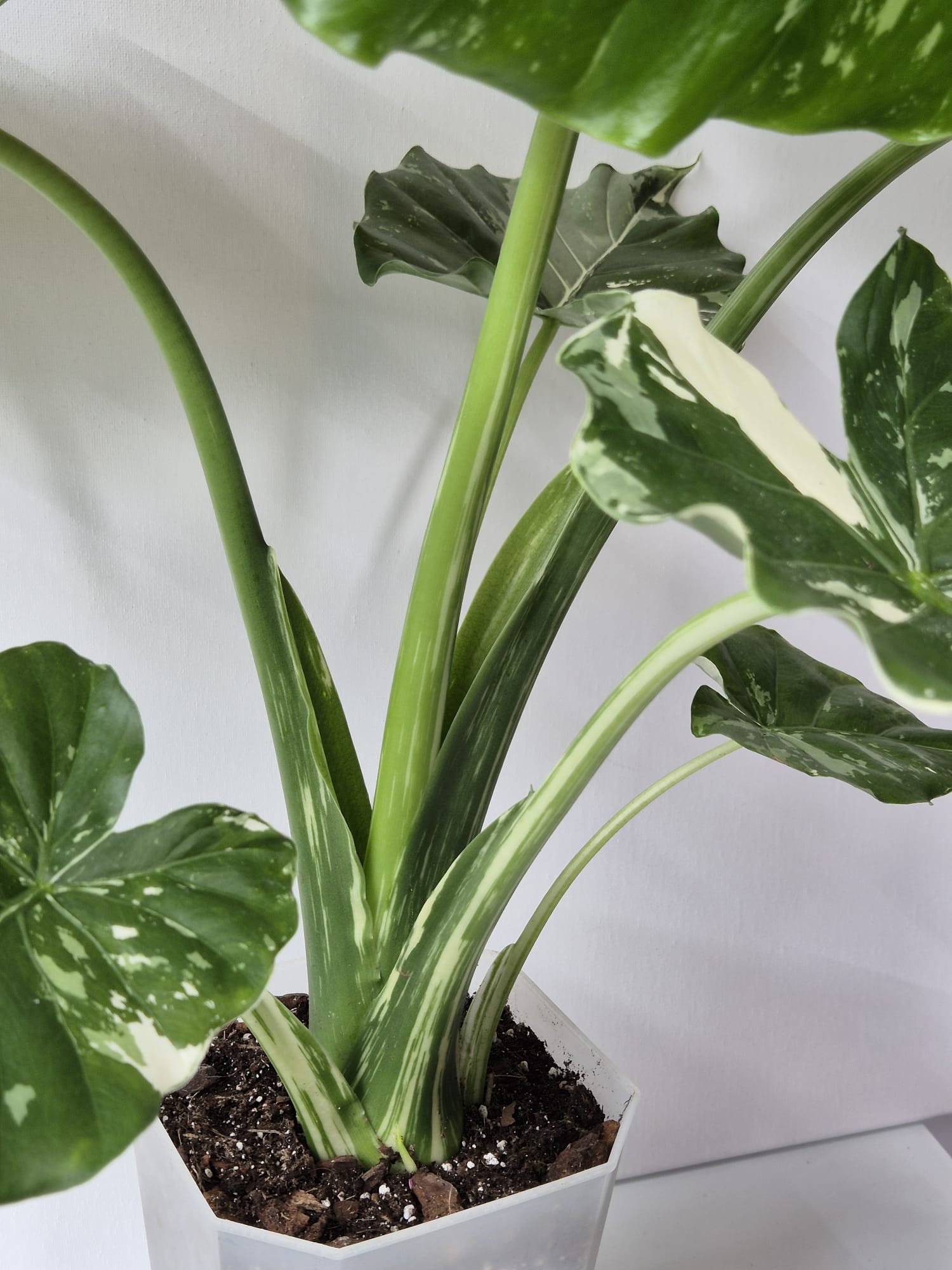 Alocasia Gageana Albo Variegata XL – Tropisches Blattstatement mit weißer Panaschierung