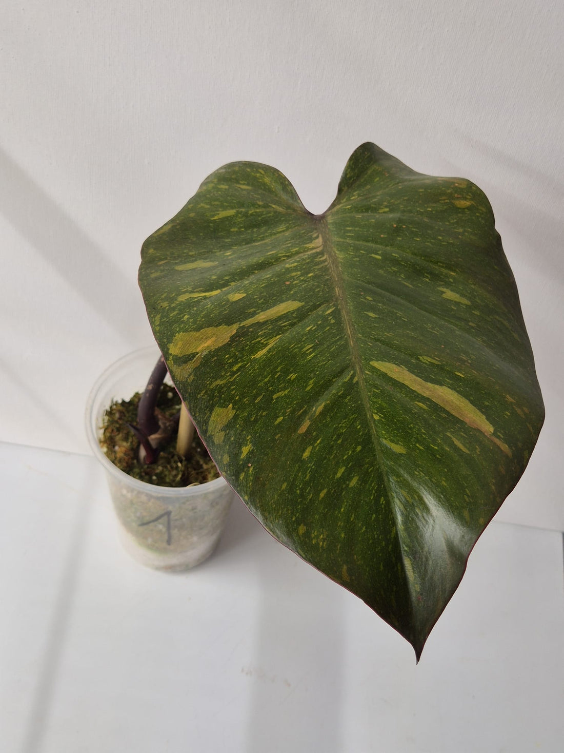 Philodendron Orange Princess Variegata Stammstecklinge