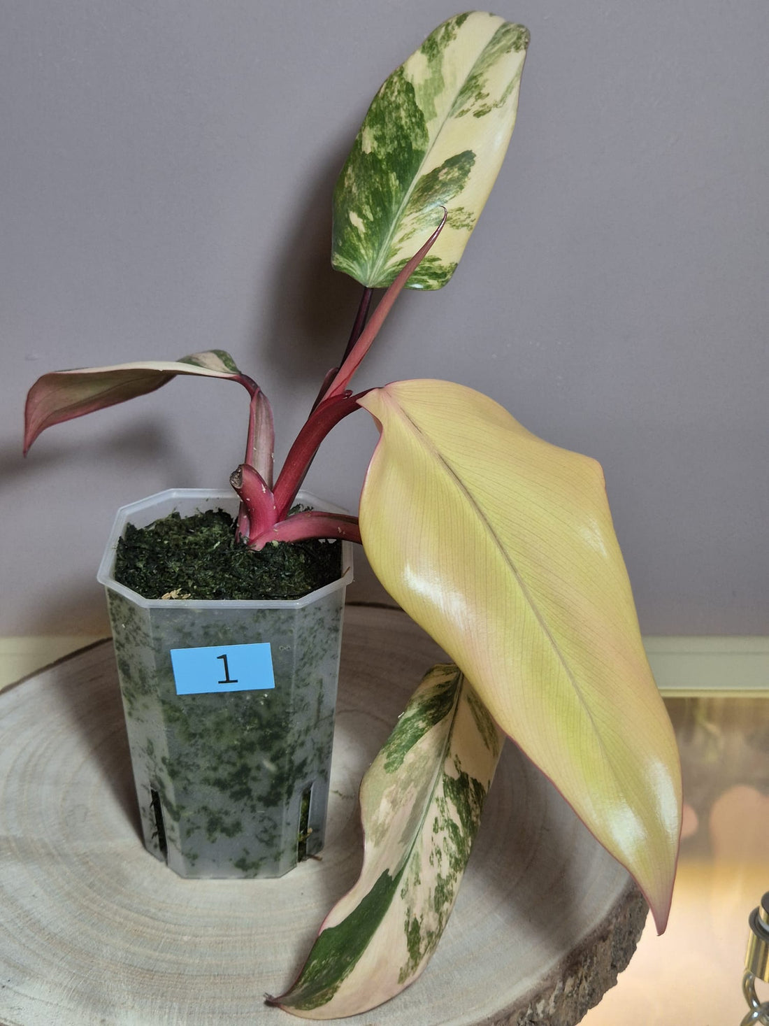 Philodendron Strawberry Shake