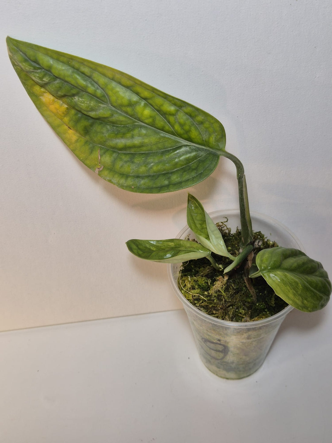 Monstera Karstenianum 'Peru' Variegata