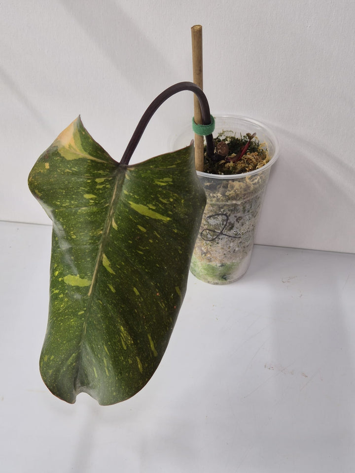 Philodendron Orange Princess Variegata Stammstecklinge